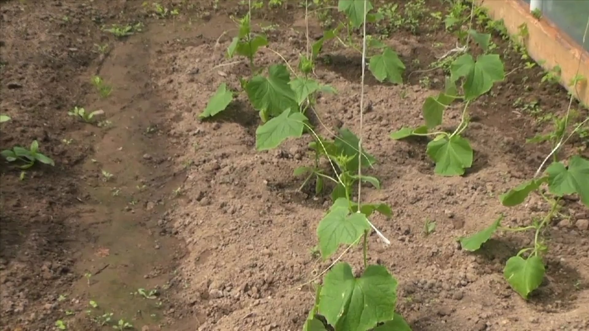 Science_Greenhouse Effect