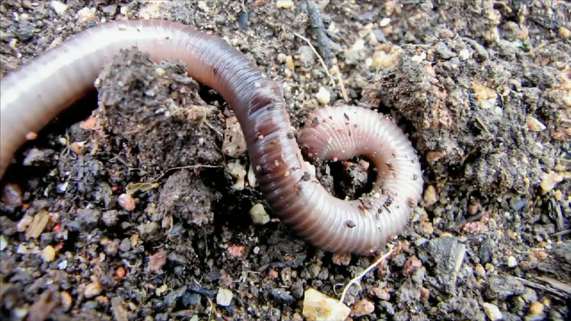 Science_Cadena Alimenticia