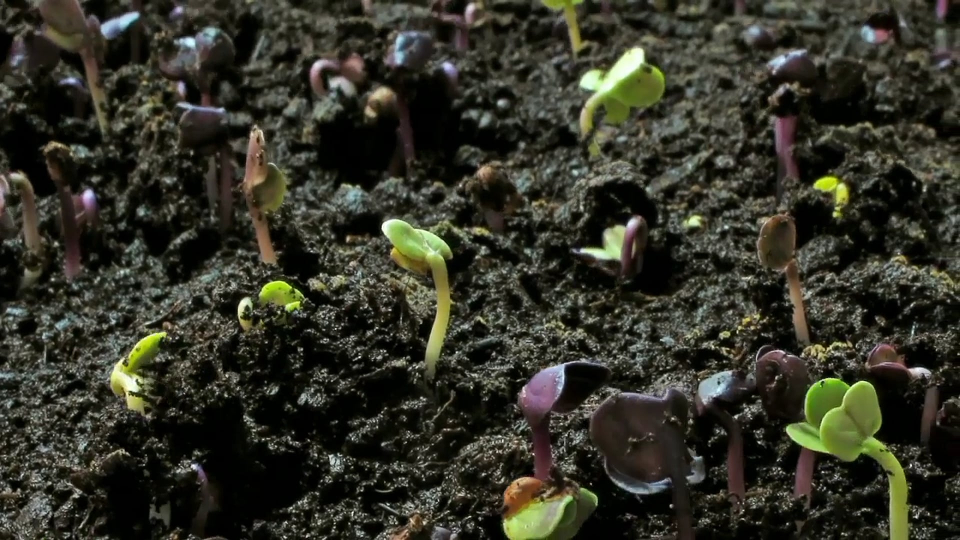 Science_Transpiration