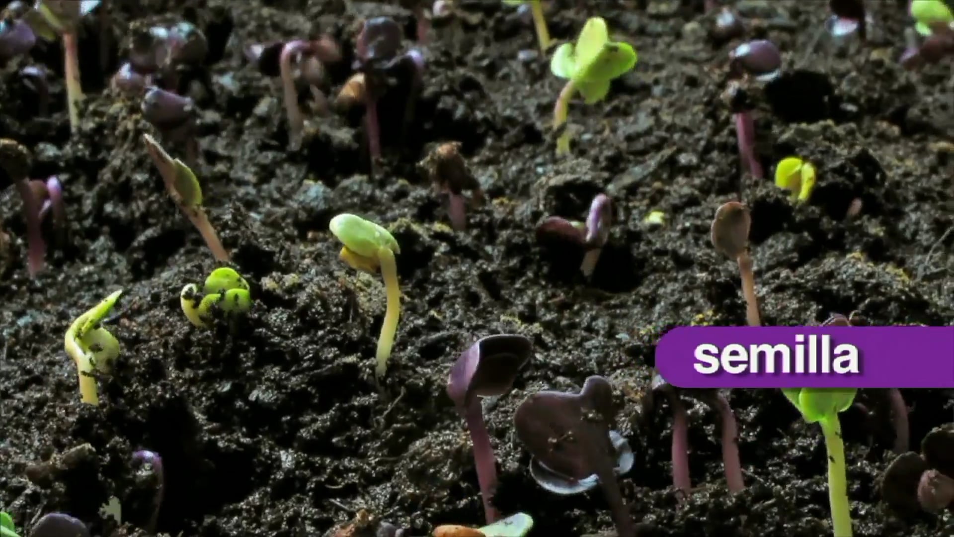 Science_Ciclo de Vida