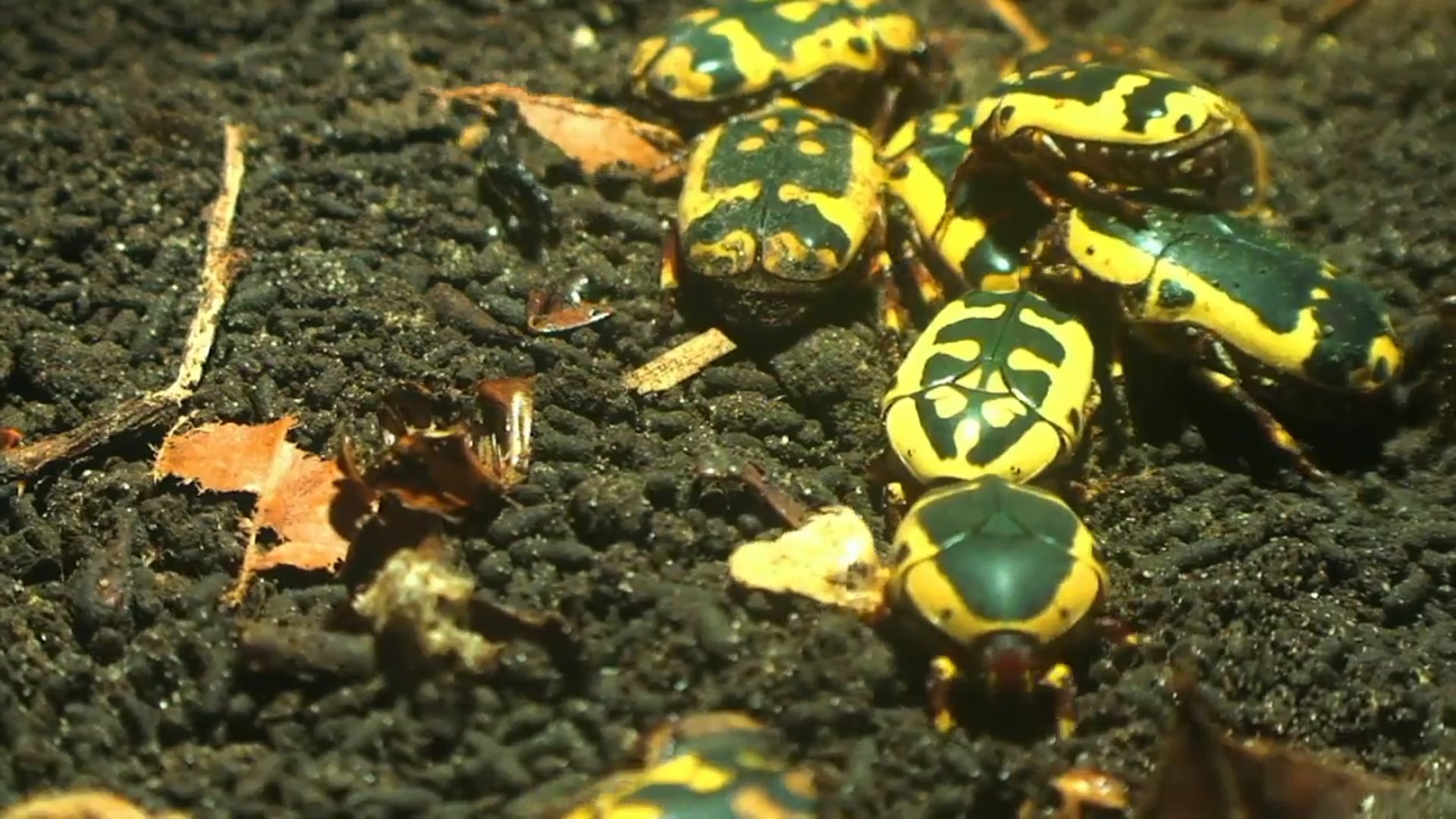 Science_Nitrogen Cycle