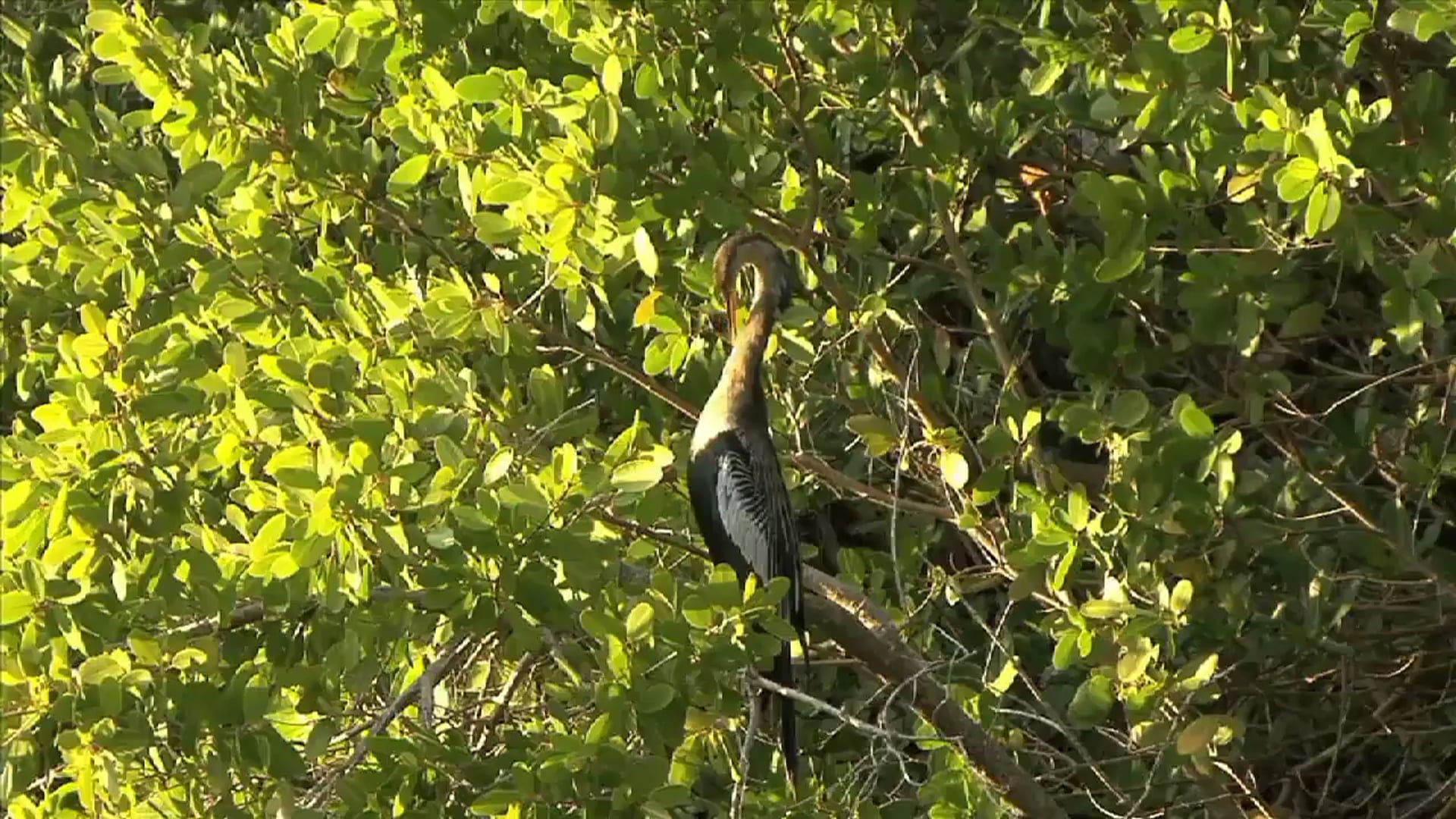 Science_Los Everglades