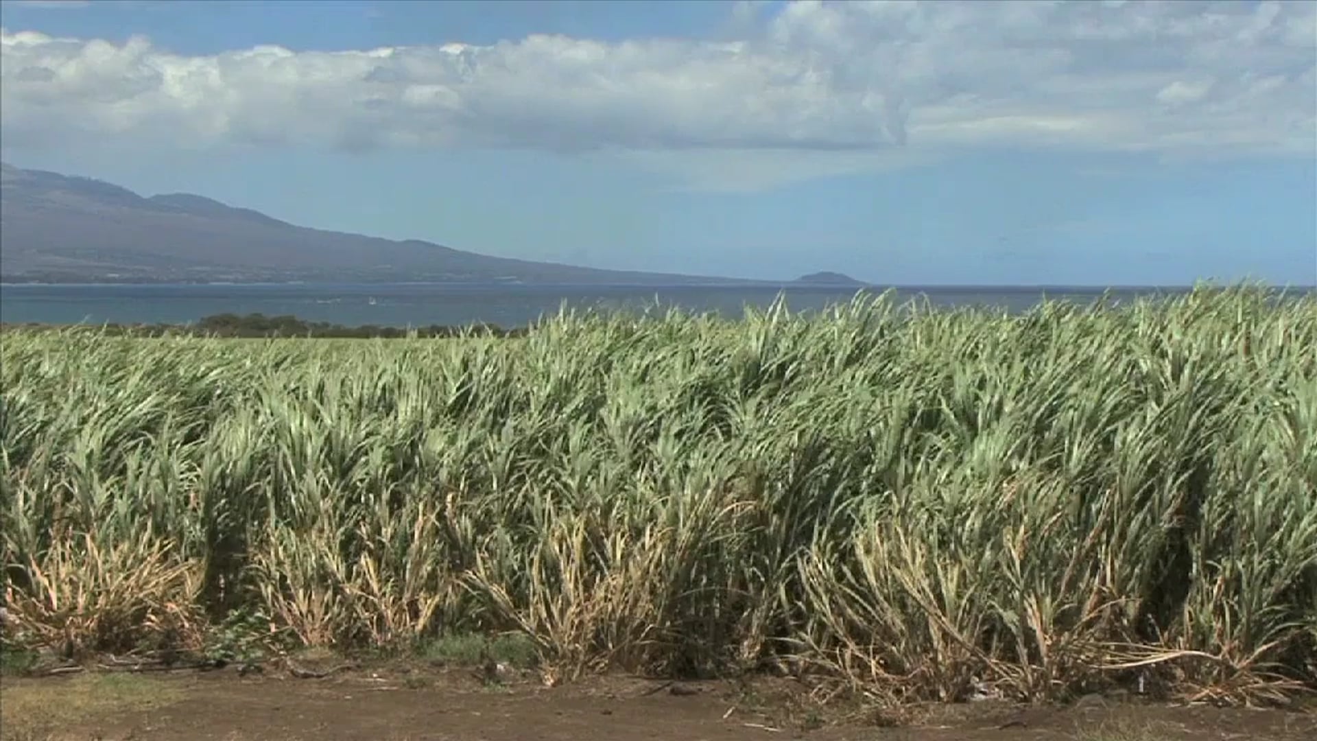 Science_Biomass Energy