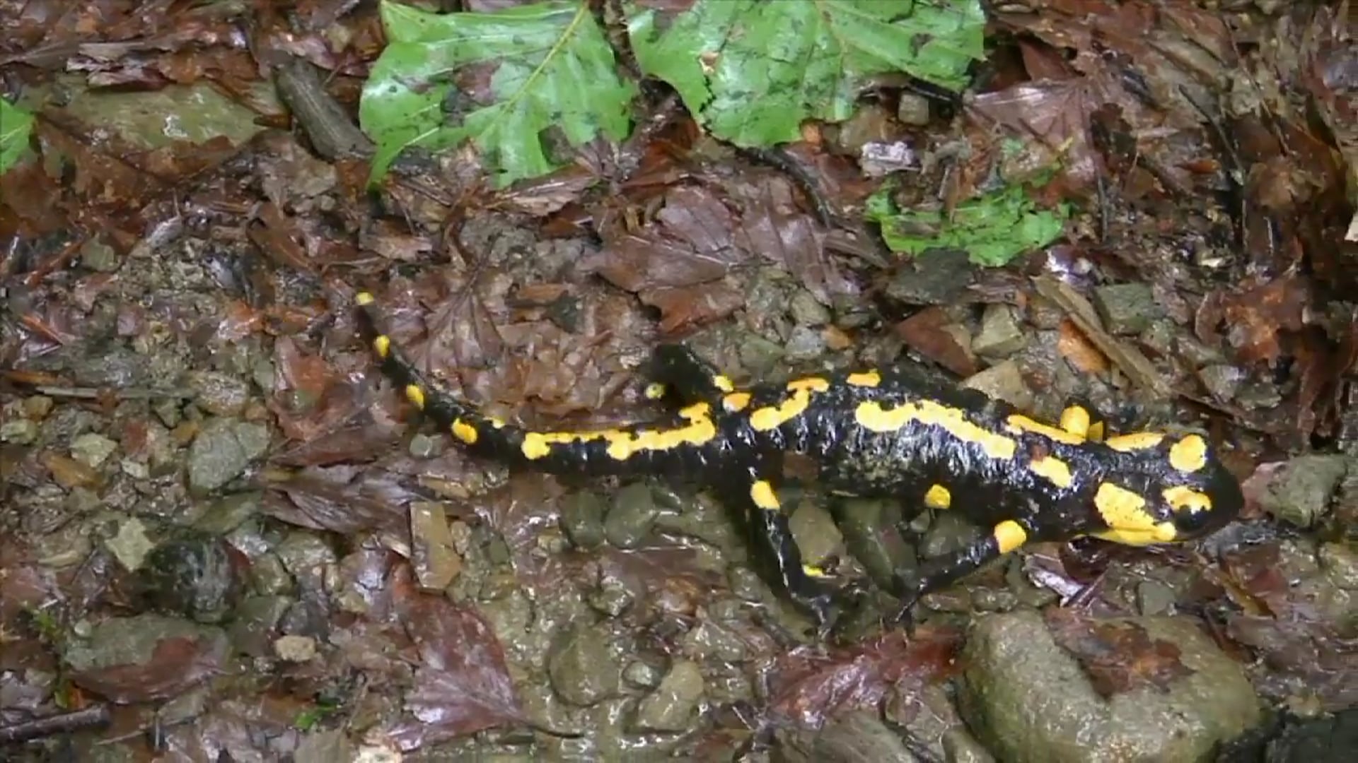 Science_Vertebrate 1