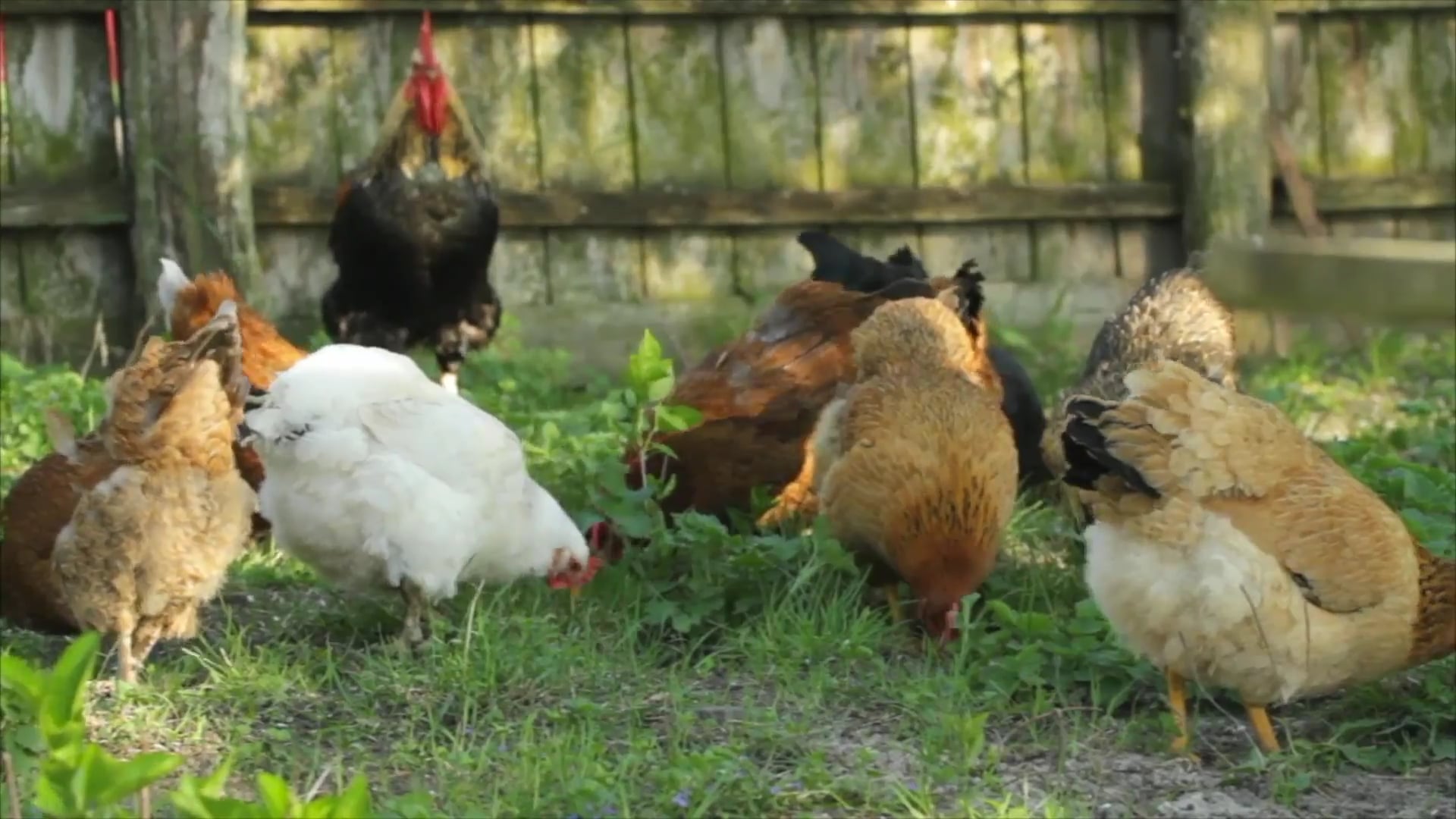 Science_Types of Reproduction