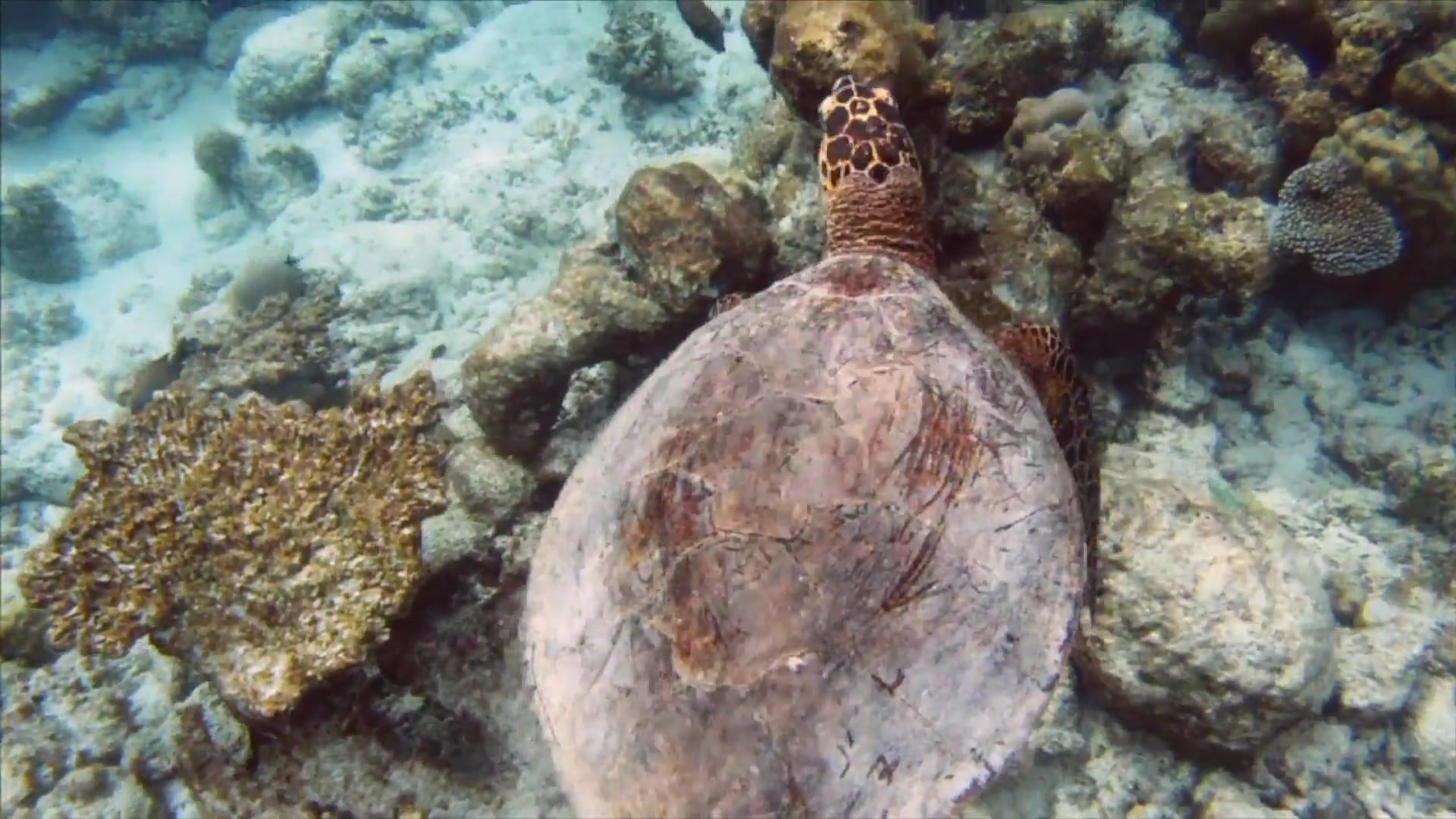 Science_Especie en Peligro