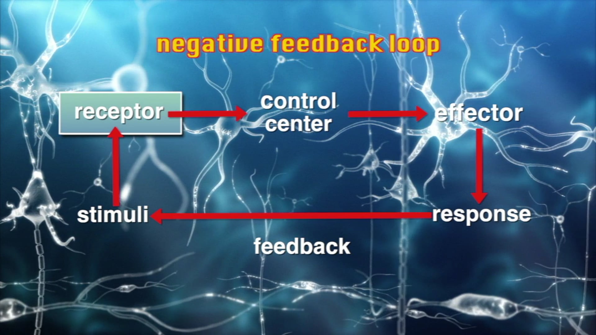 Science_Negative Feedback  Loops