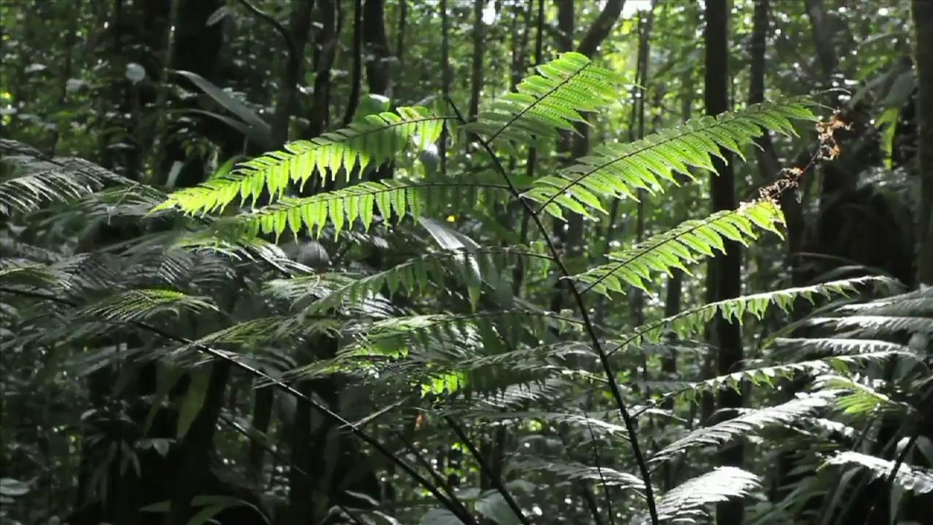 Science_Selva Tropical