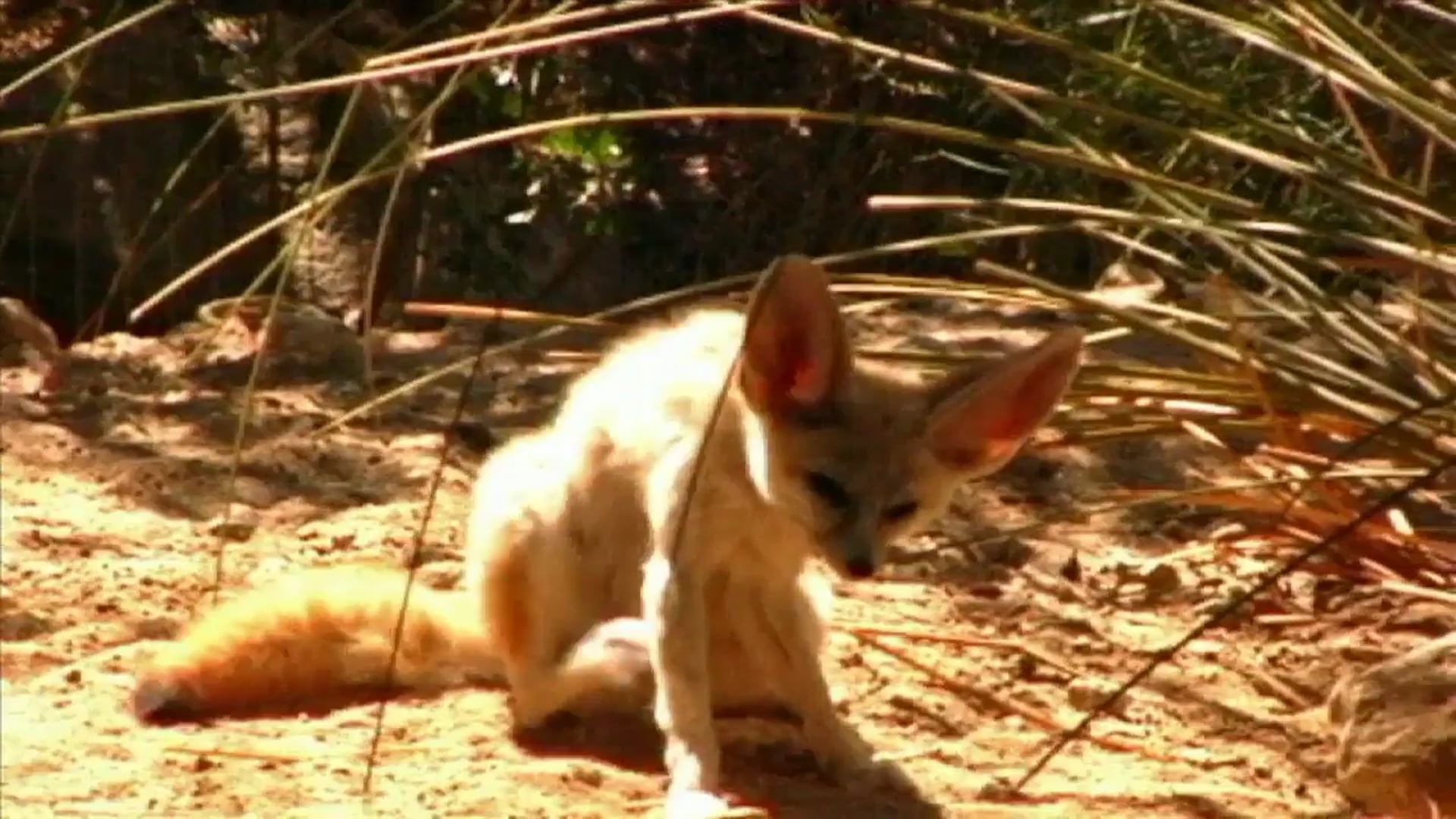Science_Desierto  SP