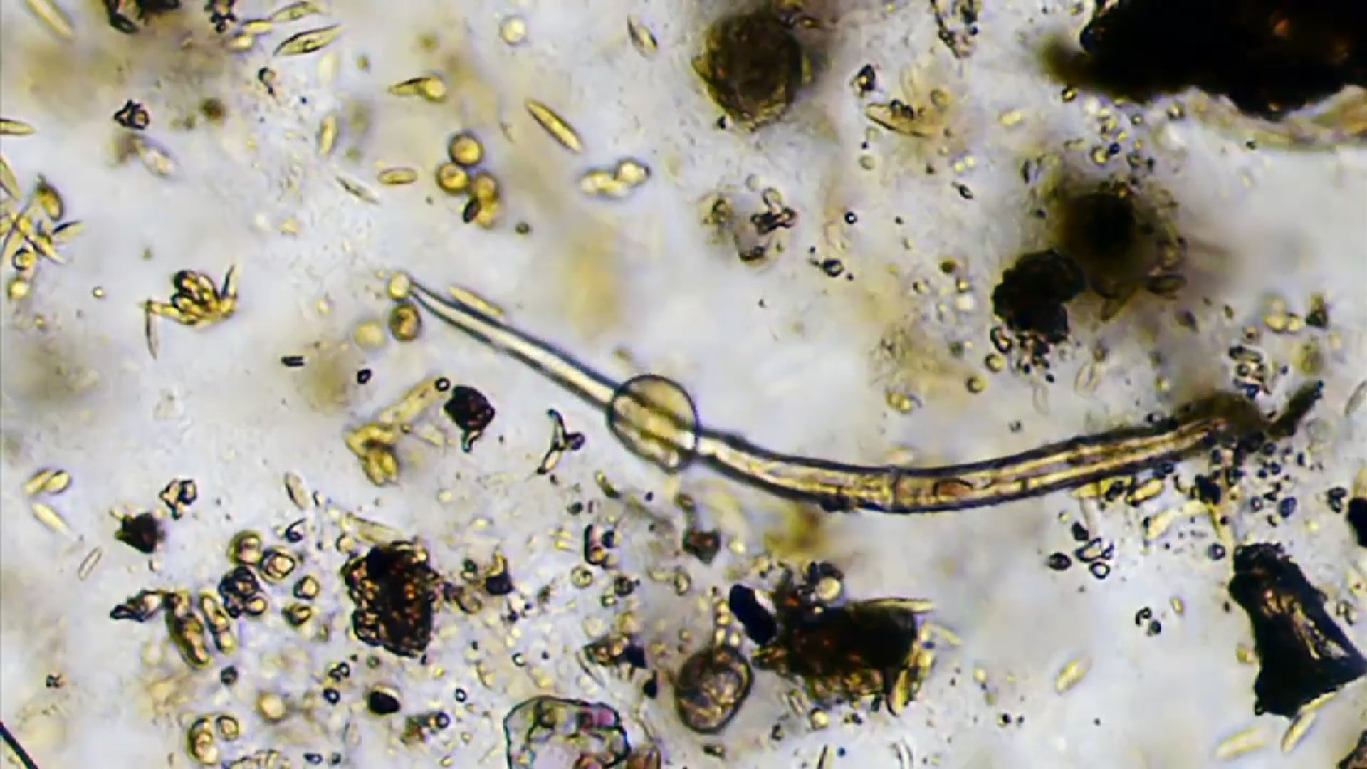 Science_Kingdom Protista