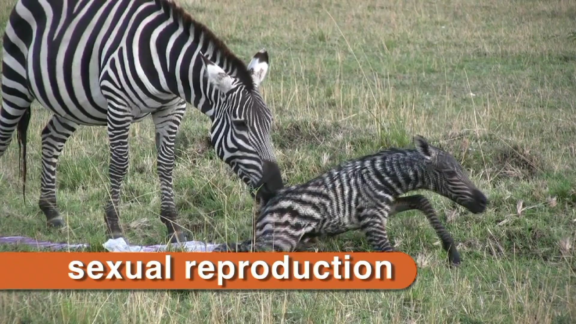 Science_Essential Functions of Animals