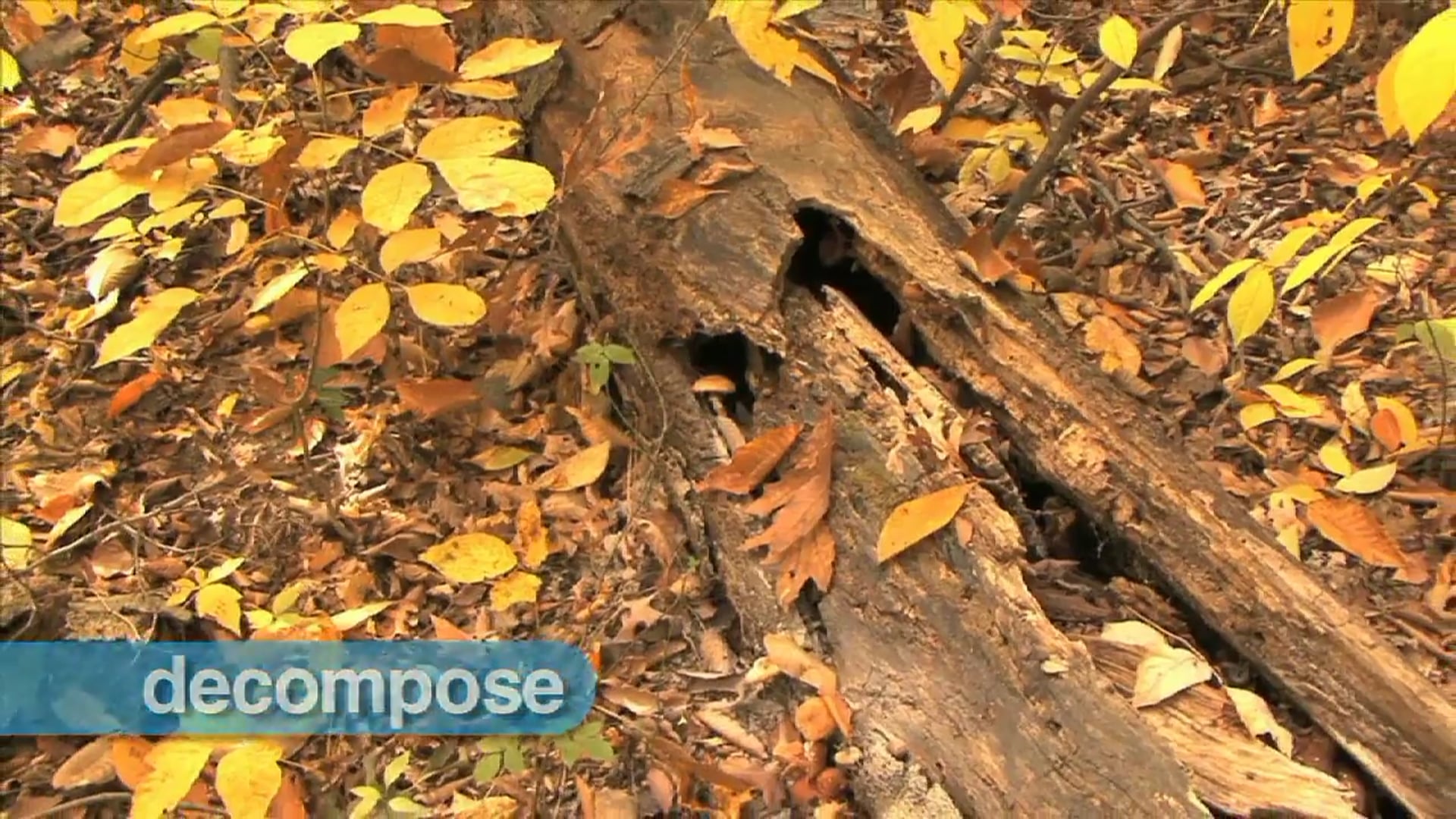 Science_Kingdom Fungi