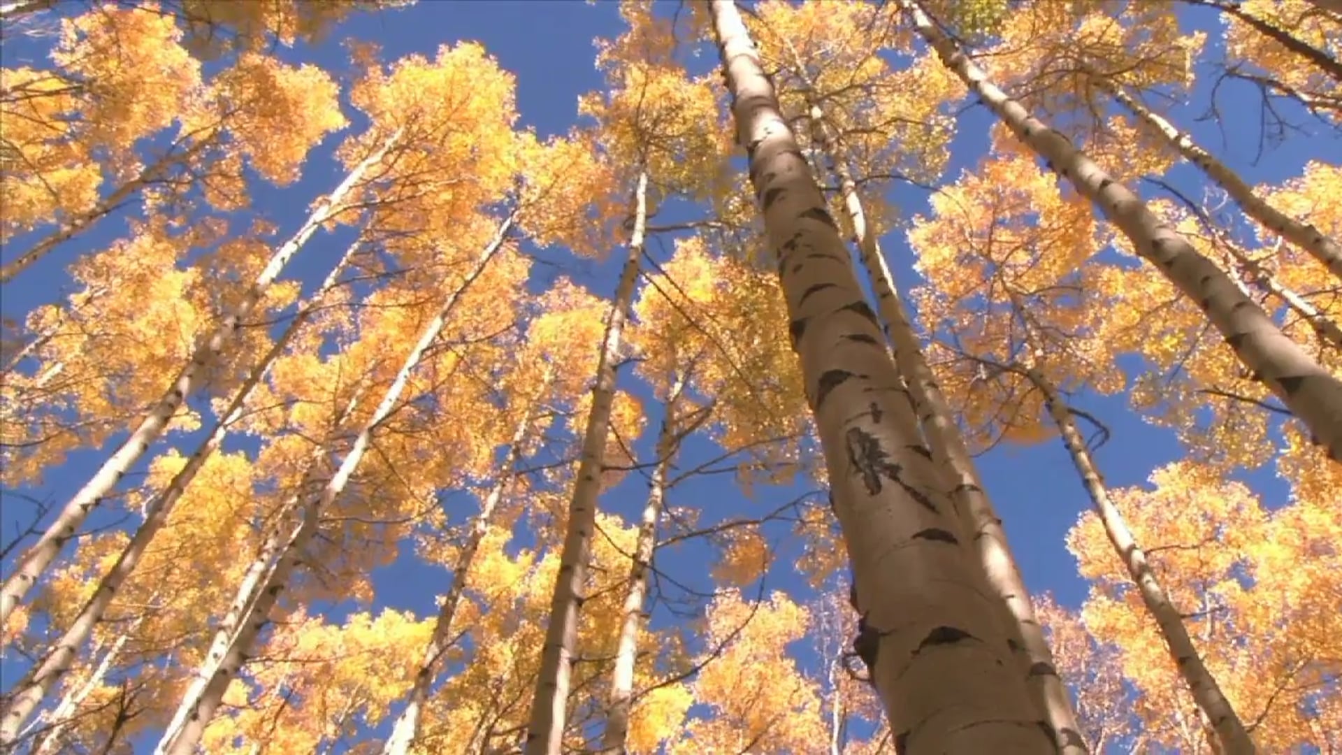 Science_Energía de la Biomasa