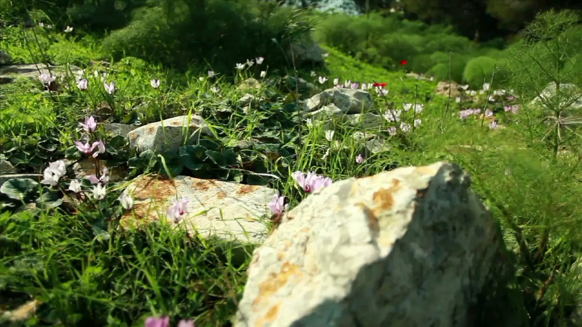 Science_Translational Motion