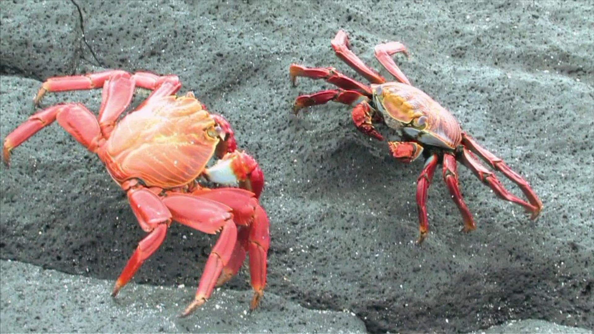 Science_Reino Animalia