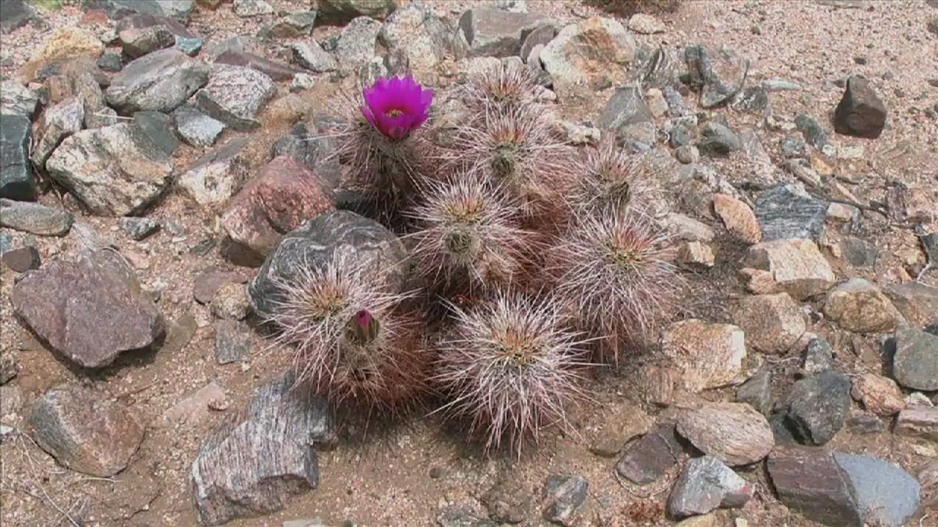 Science_Kingdom Plantae