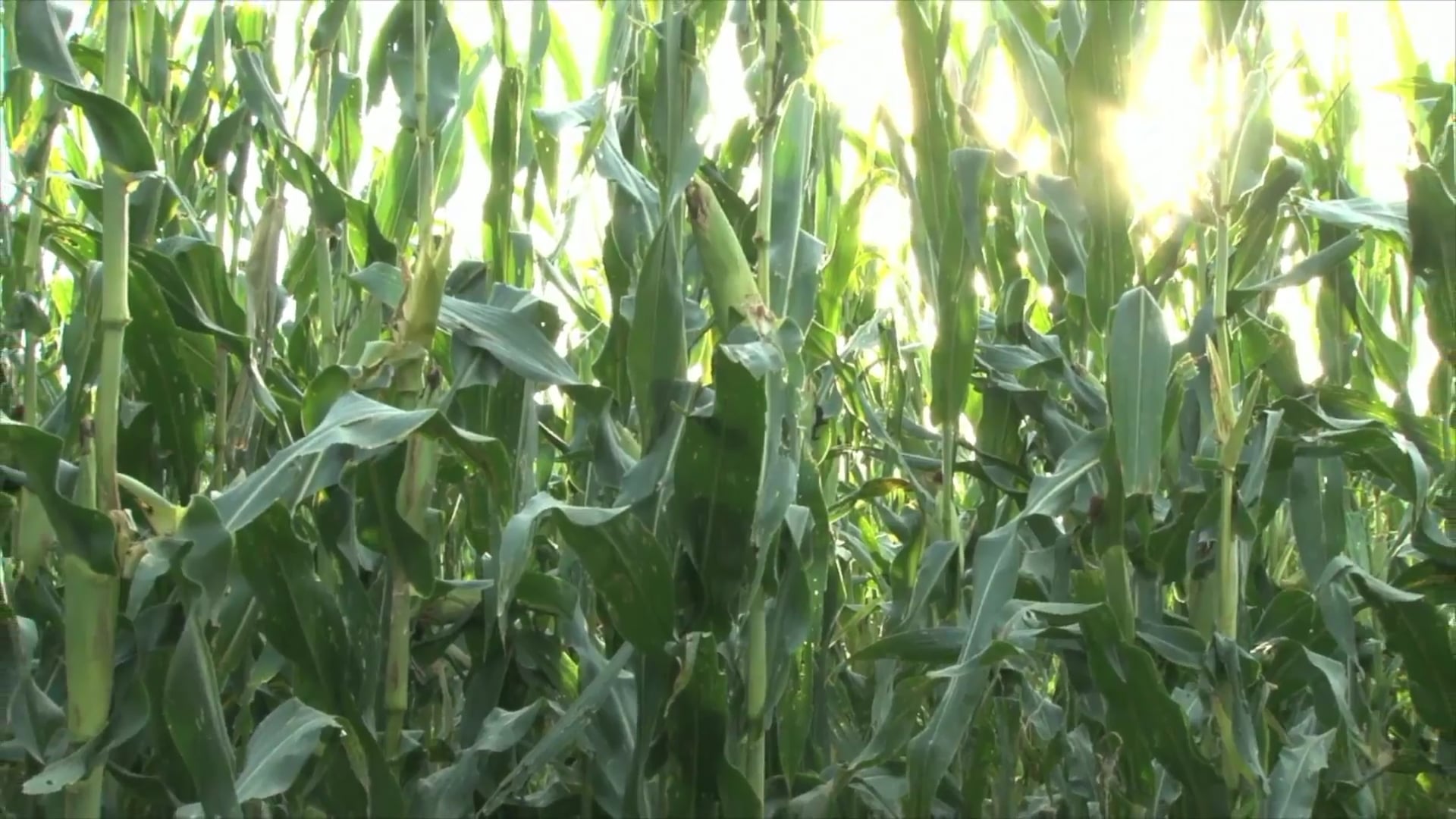 Science_Industrial Food and Livestock