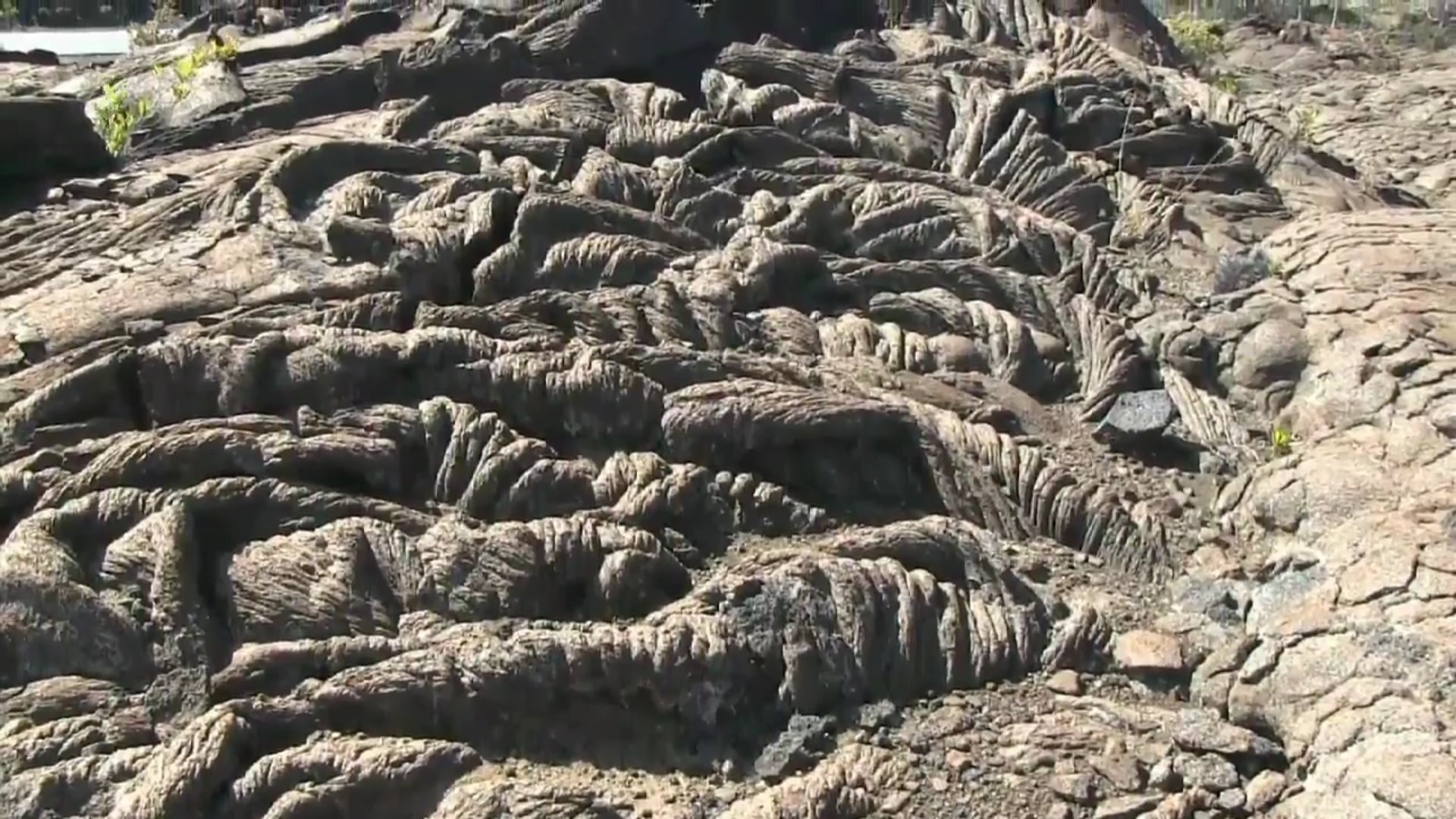 Science_Ecological Succession