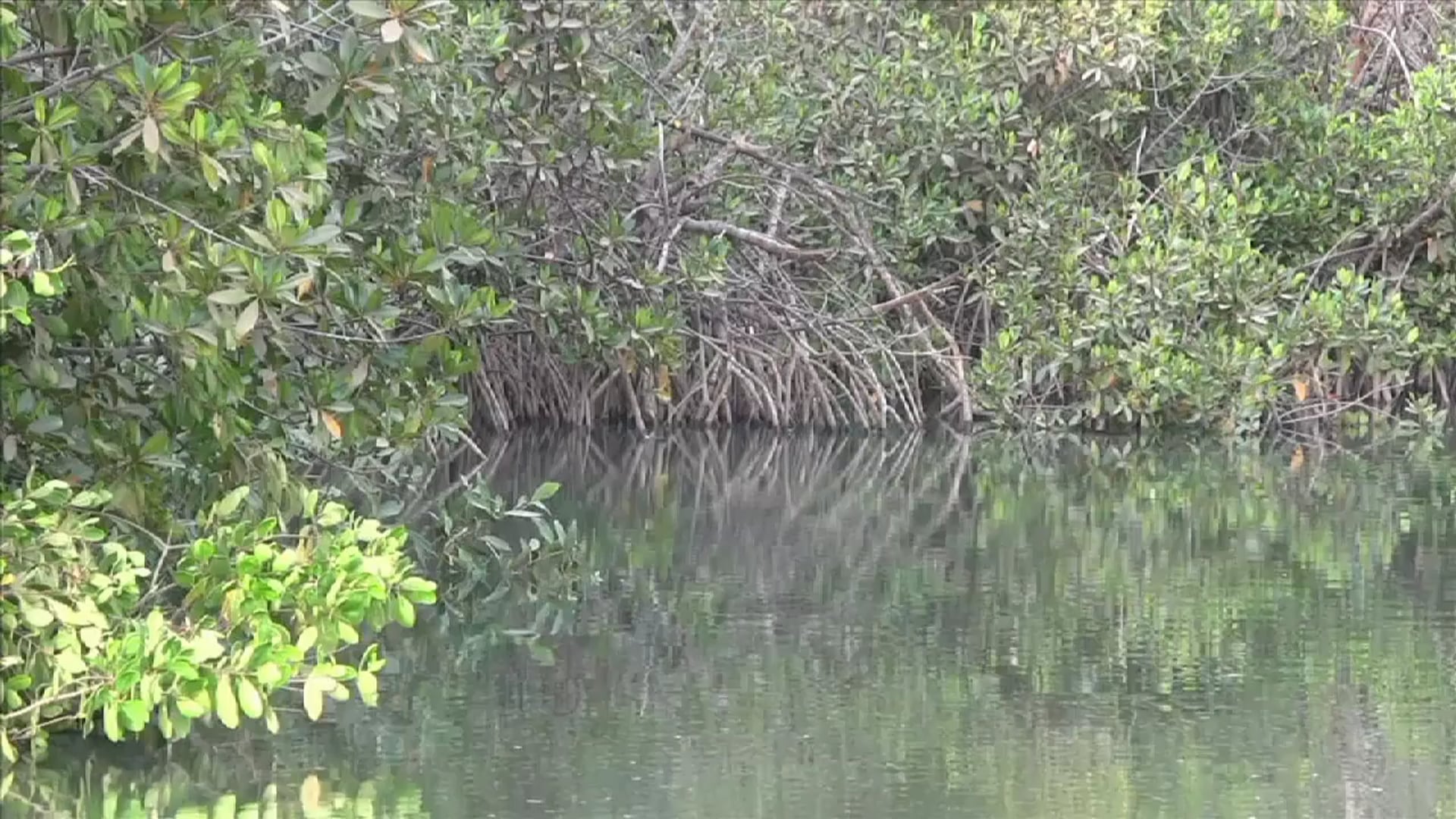 Science_Medioambiente