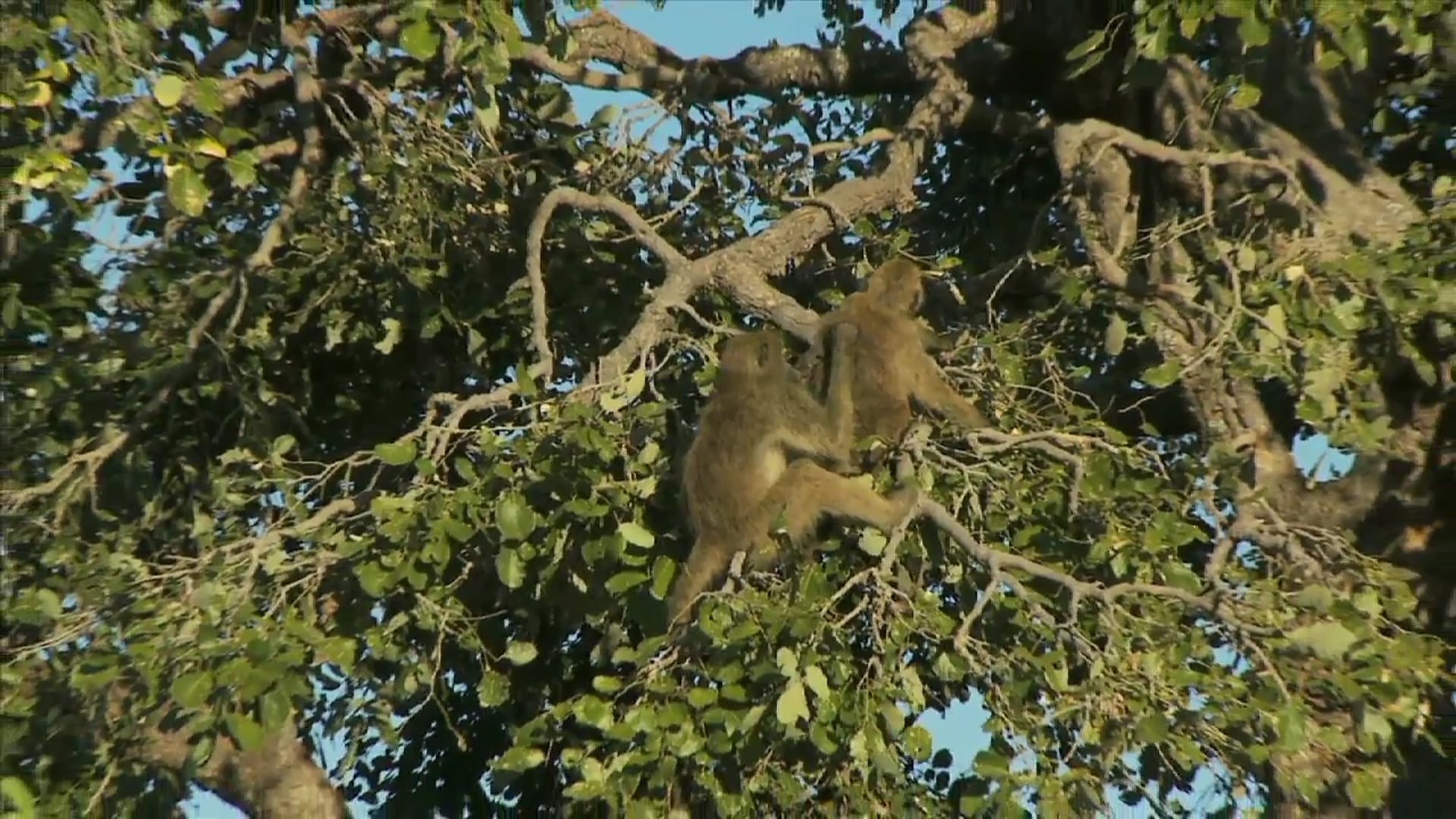 Science_Tropical Rainforest
