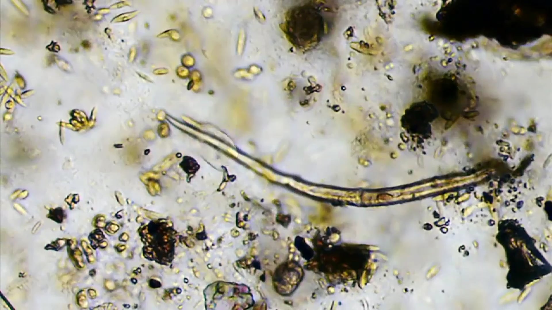 Science_Reino Protista