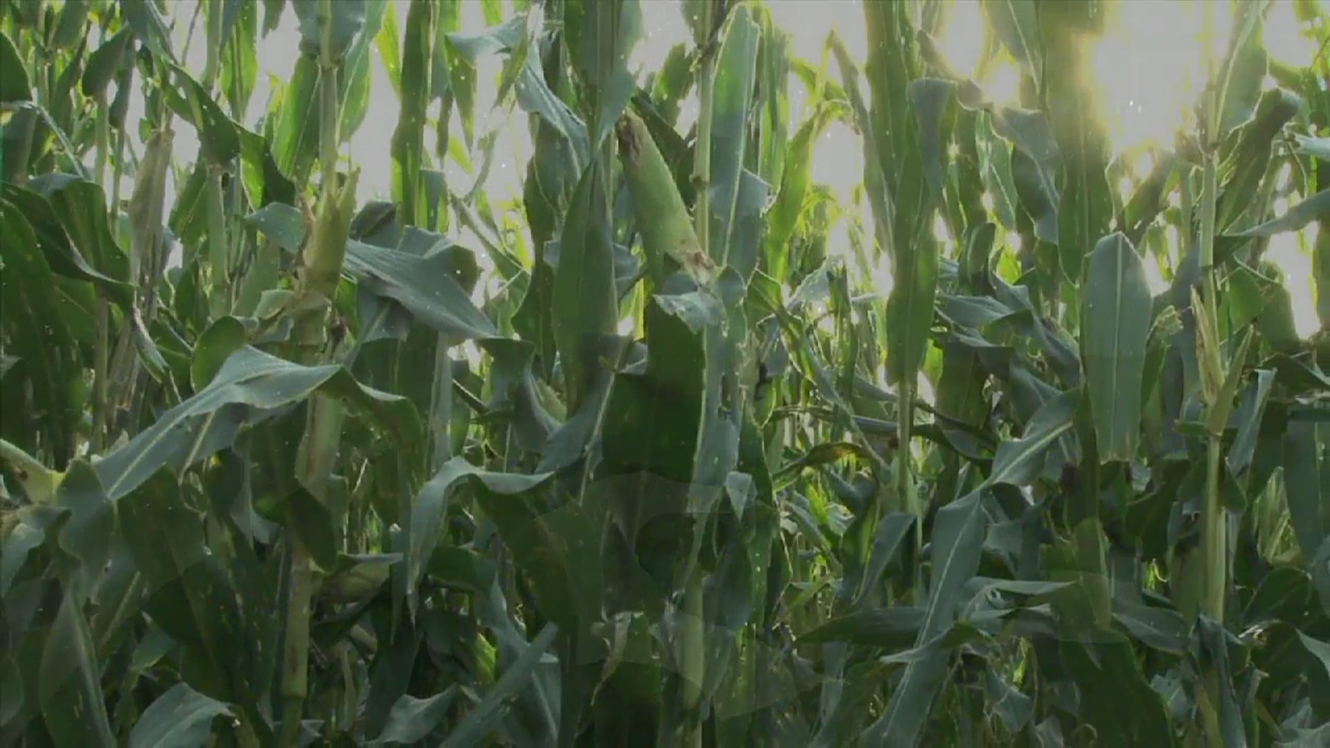 Science_Constelaciones