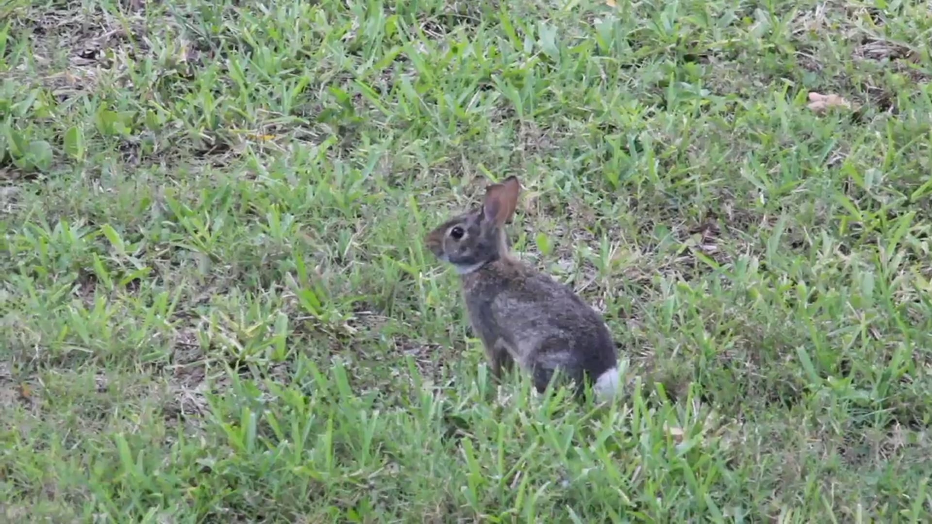Science_Funciones Esenciales de los Animales
