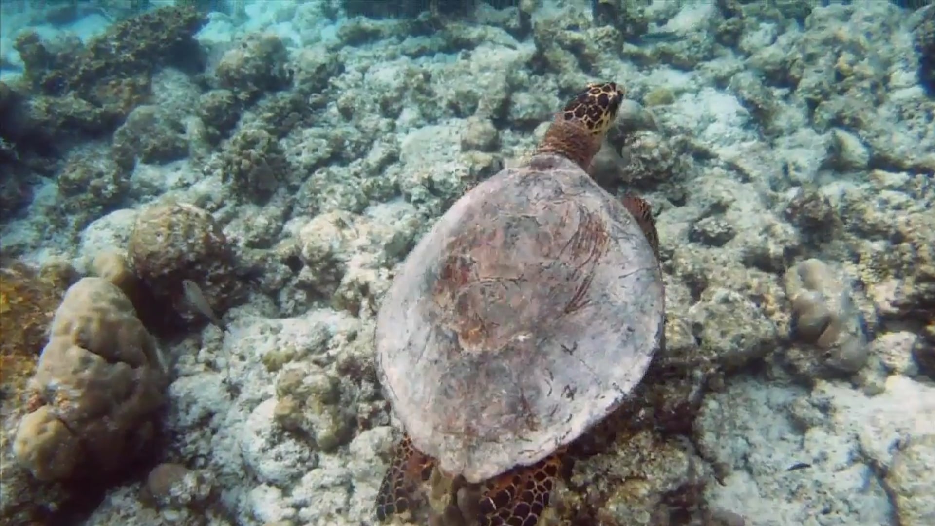 Science_Adaptación 1