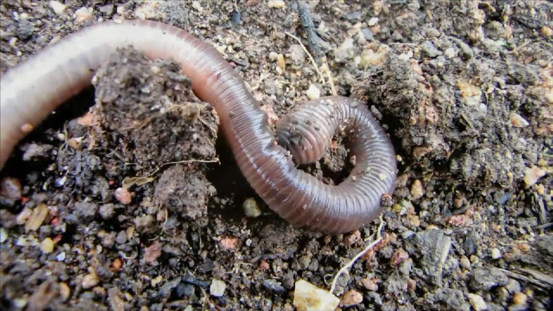 Science_Descomponedor