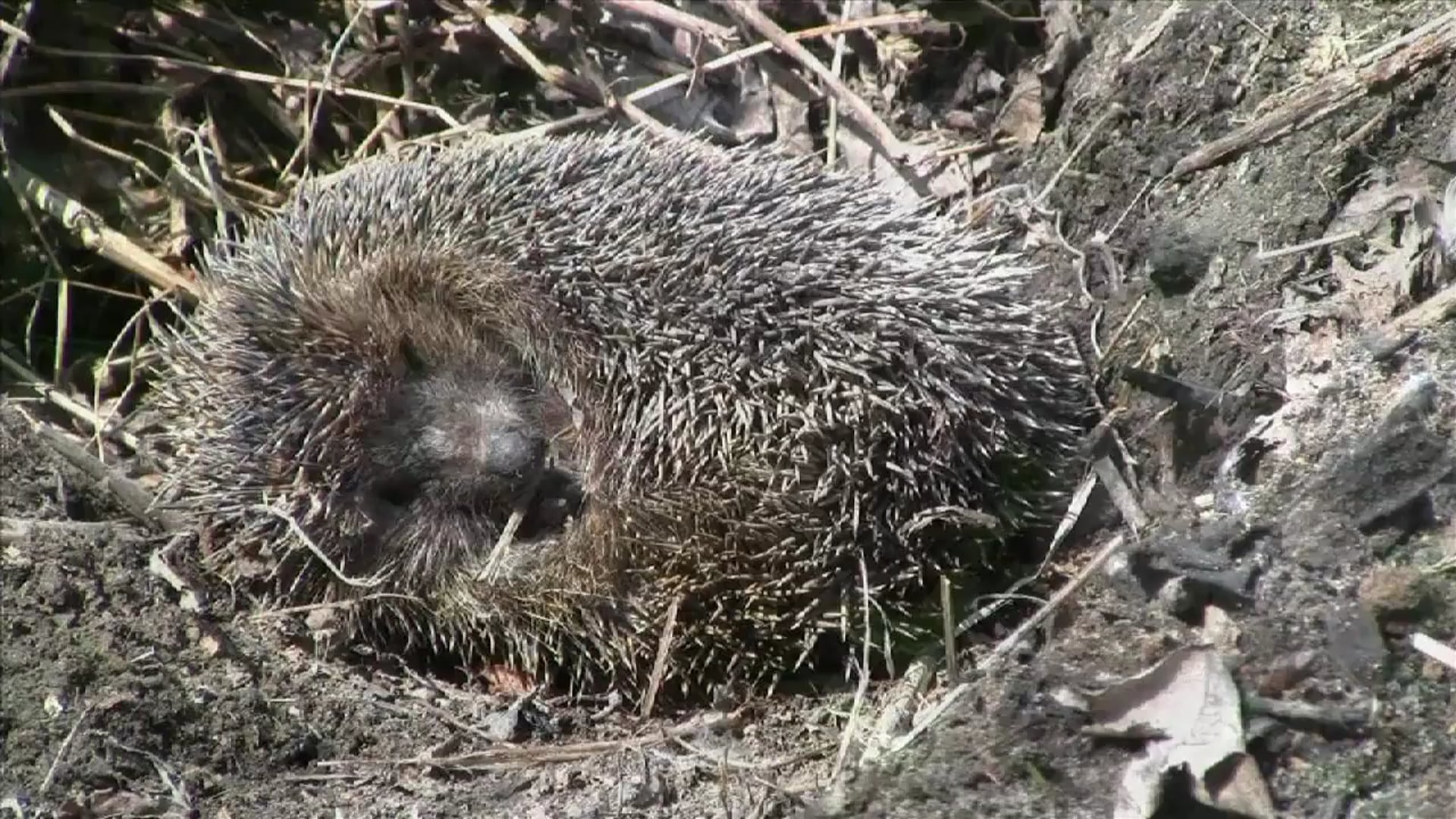 Science_Adaptation 1