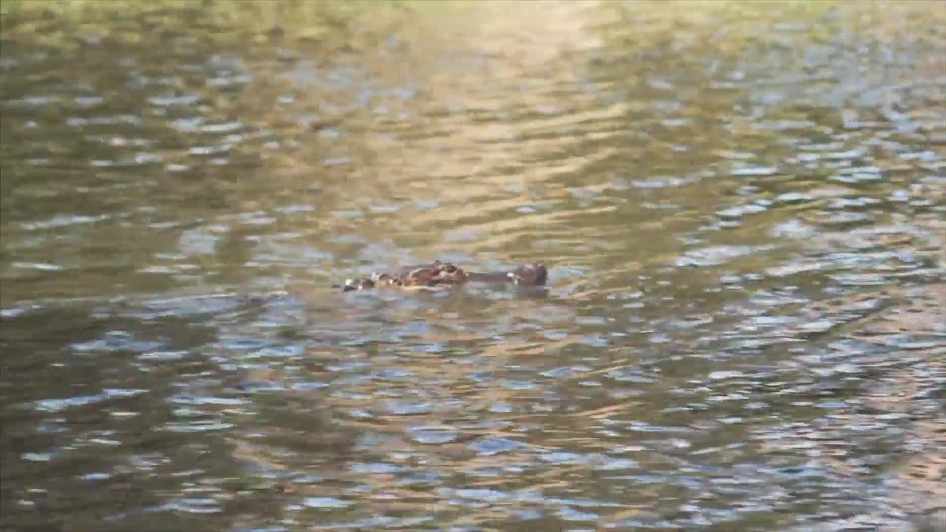 Science_Carnívoro 1