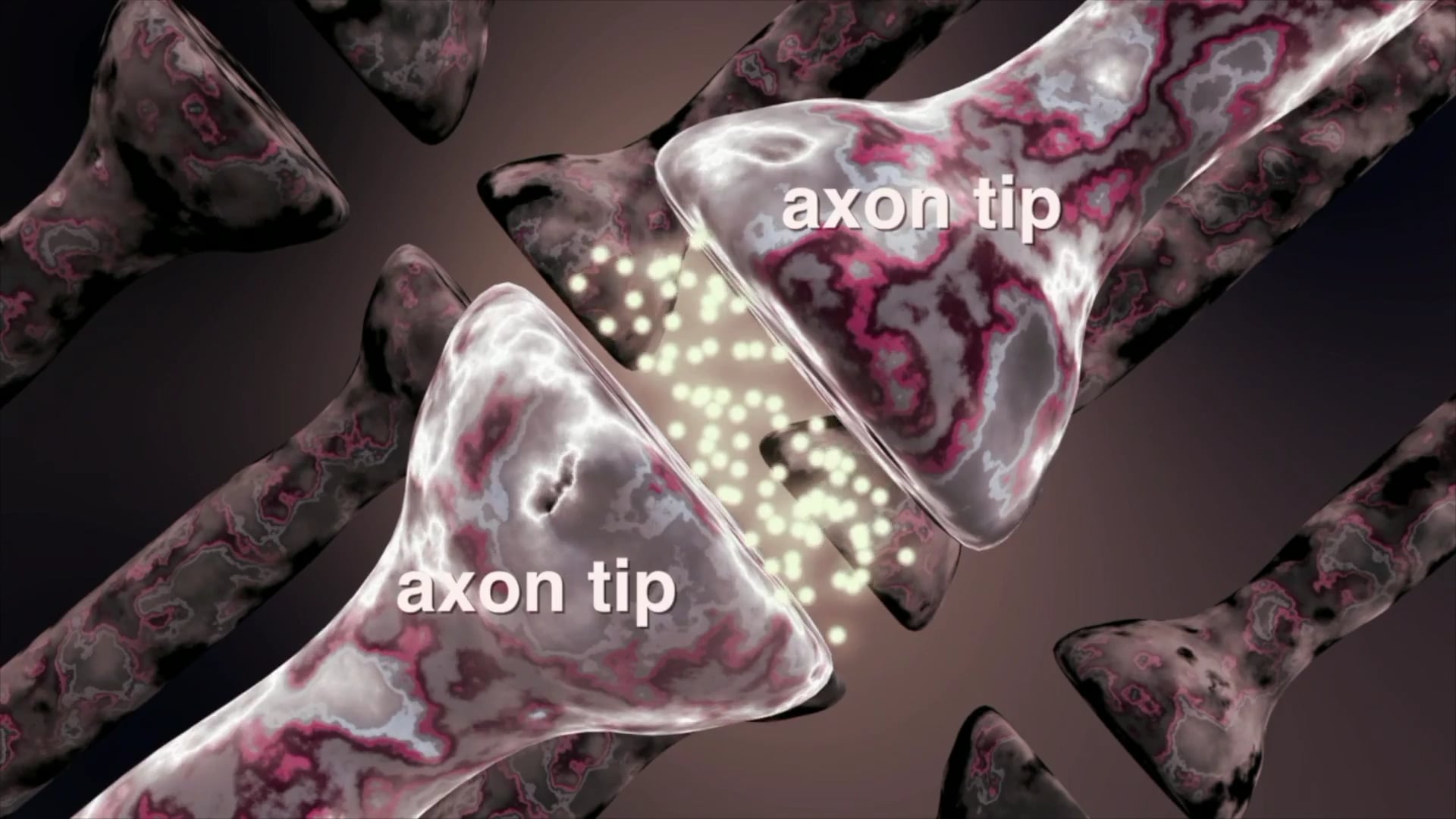 Science_Brain & Nervous System