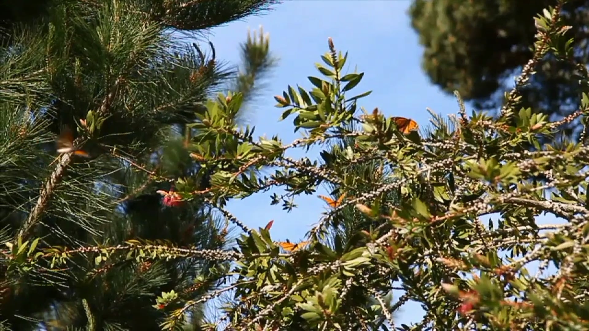 Science_Metamorphosis