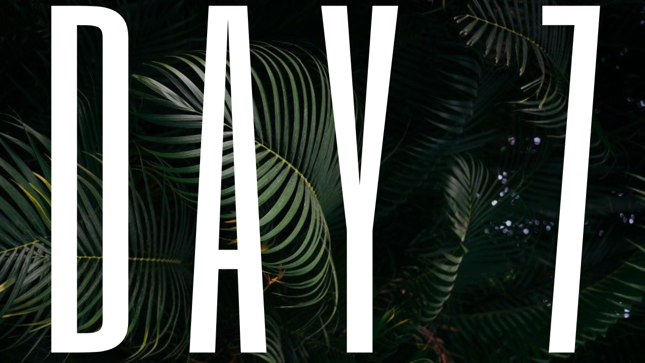 DAY 7