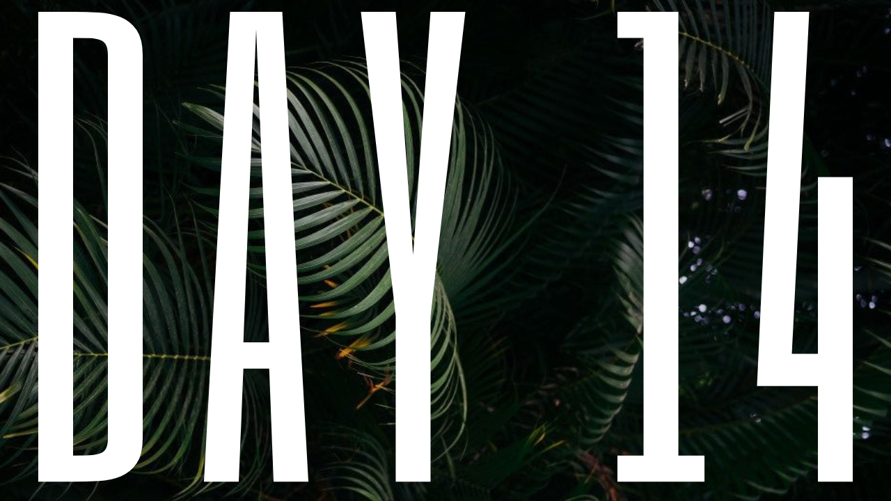 DAY 14