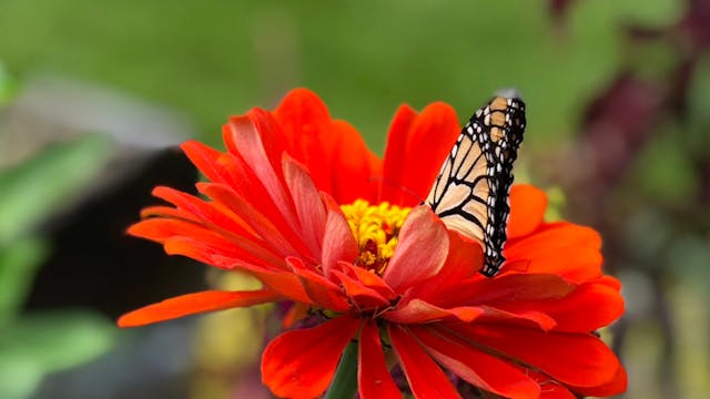 Meditation: Getting Your Diagnosis