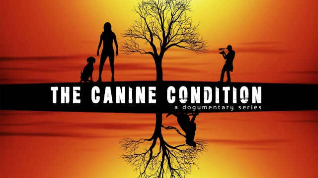 The Canine Condition