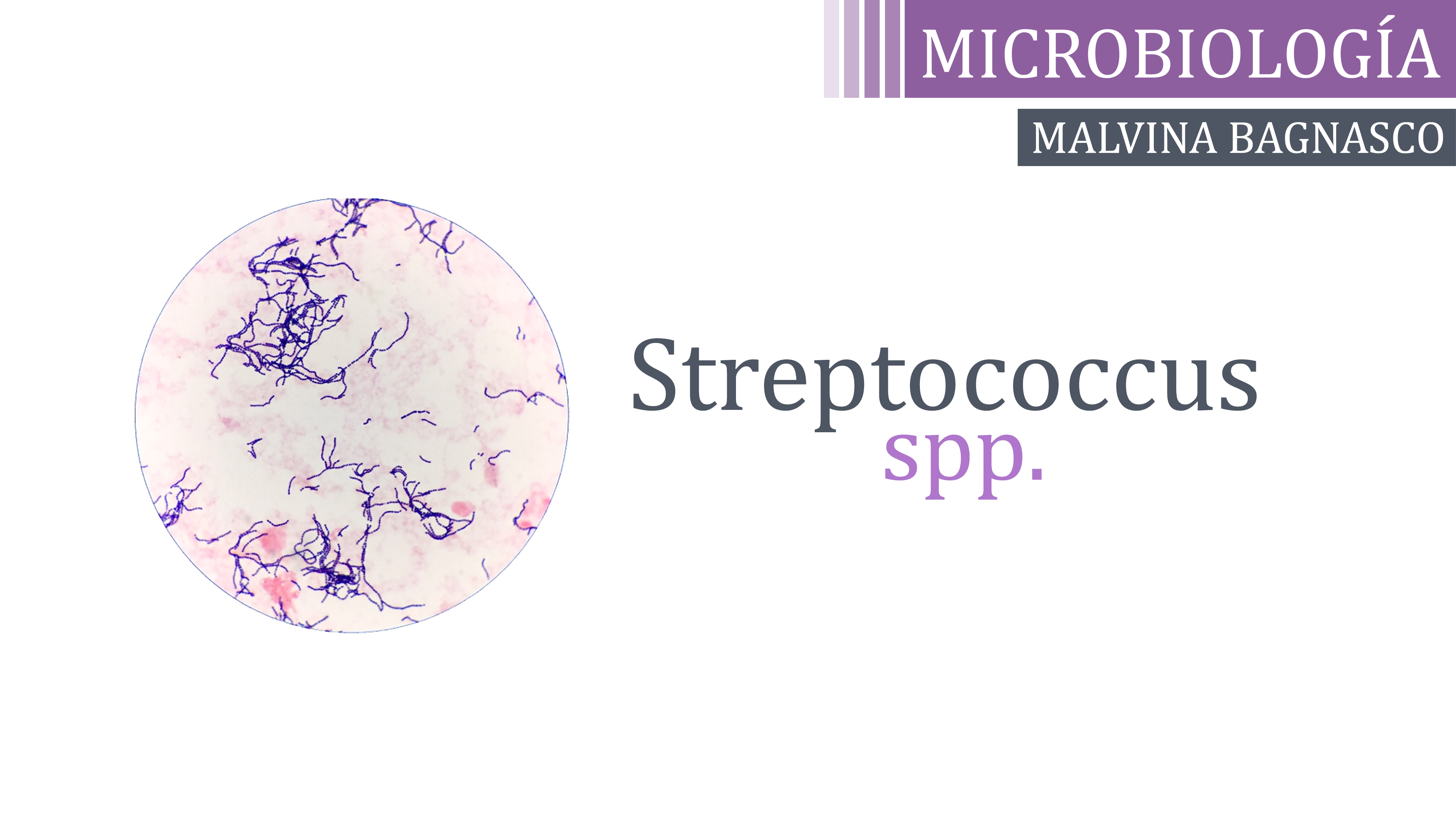 Streptococcus spp. - Malvina Bagnasco