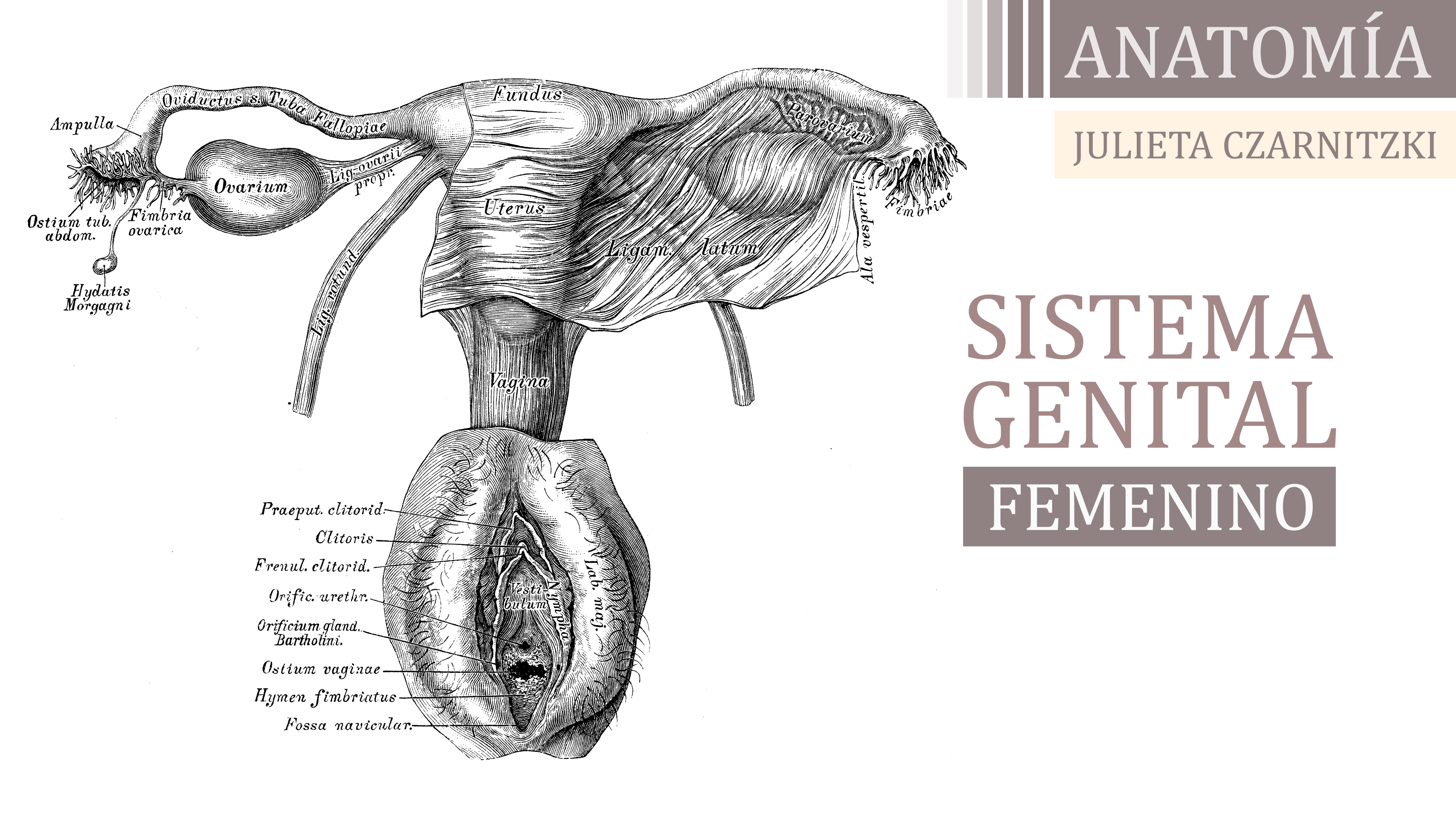 Sistema Genital Femenino - Julieta Czarnitzki