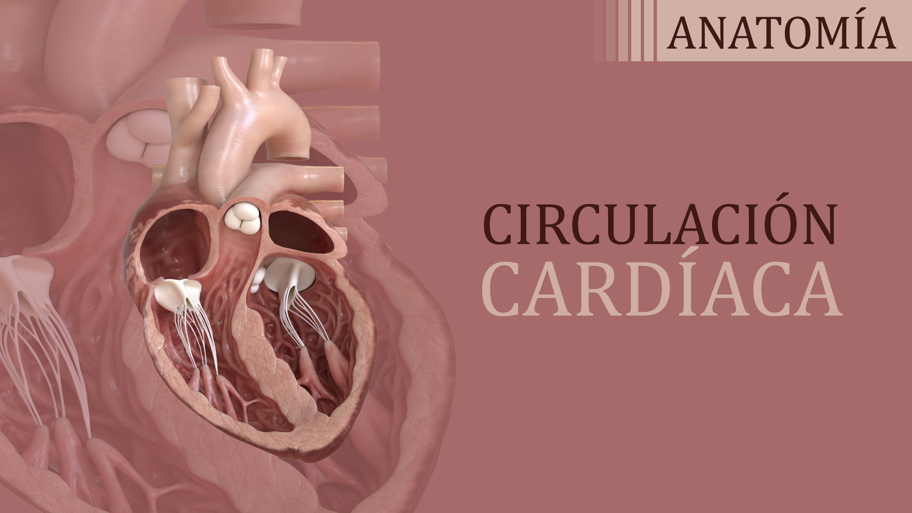 Circulación Cardíaca - Julieta Czarnitzki