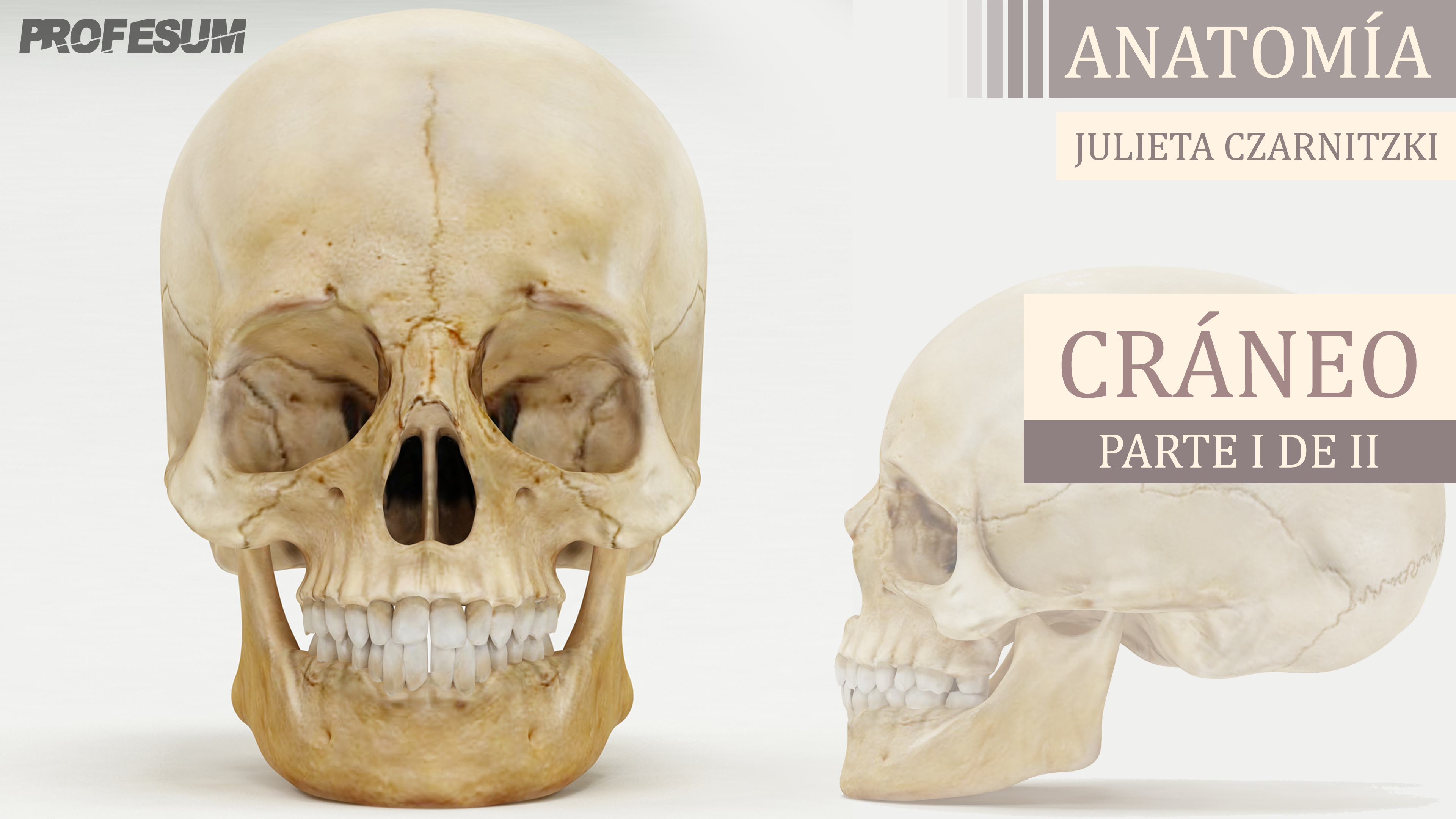 Anatomía del Cráneo (Parte I de II) - Julieta Czarnitzki