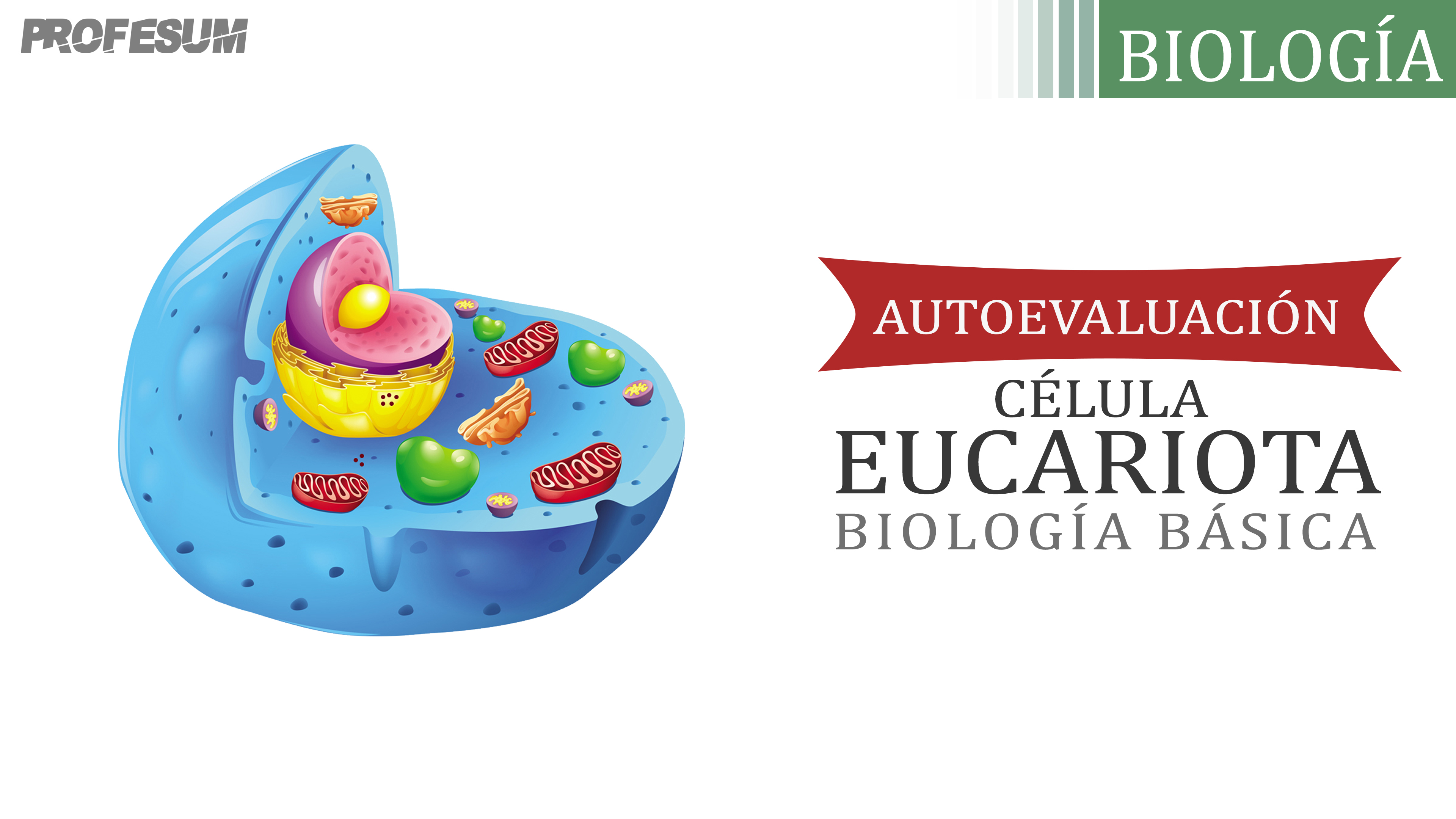 Autoevaluación Célula Eucariota (Biología Básica)