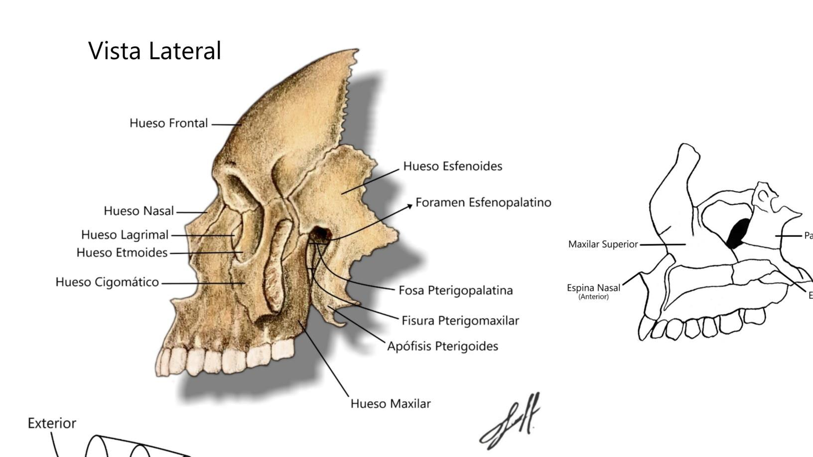 Fosa Pterigopalatina Vista Lateral - Paladar Óseo Vista Inferior