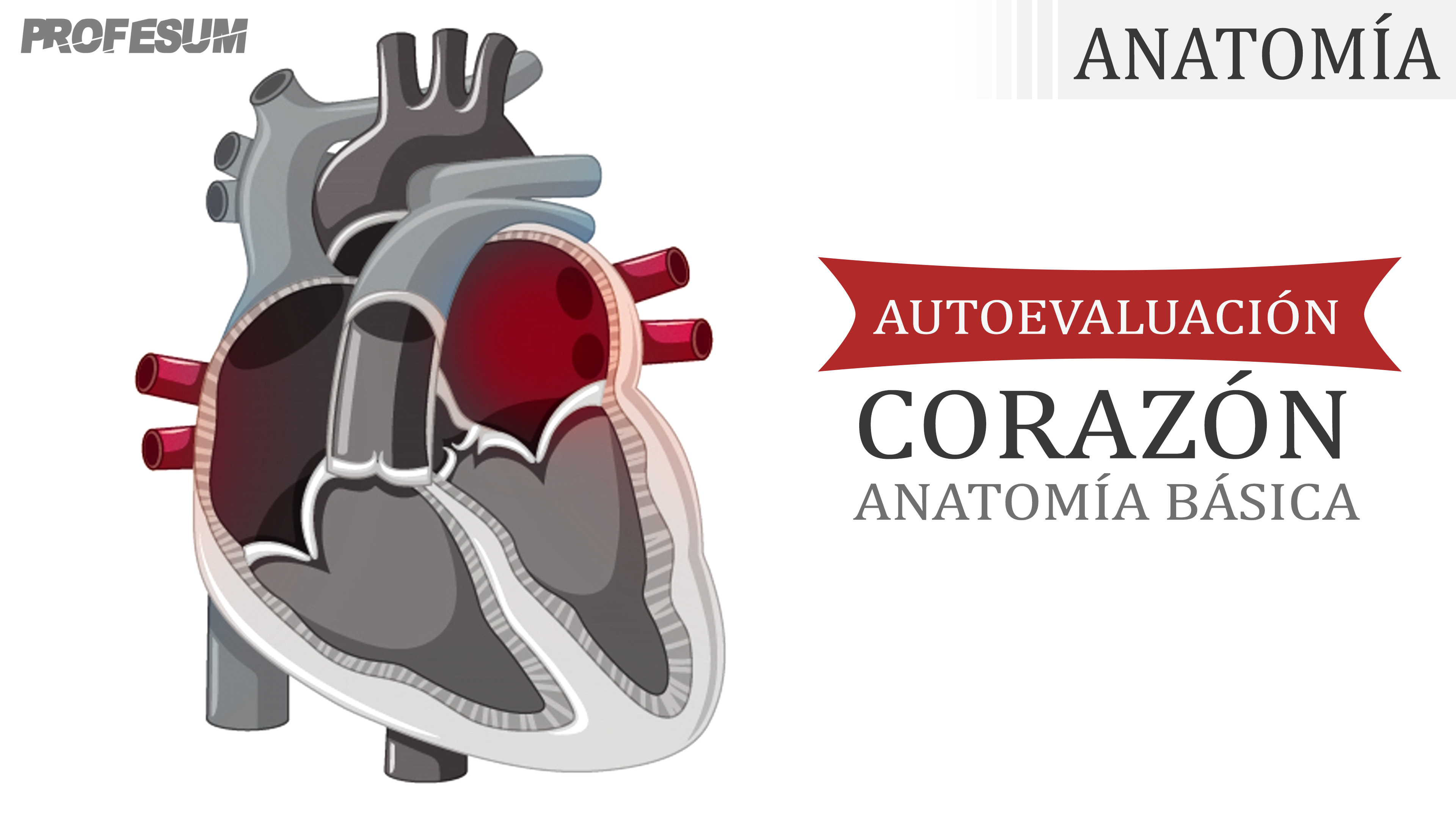 Autoevaluación Anatomía Básica del Corazón