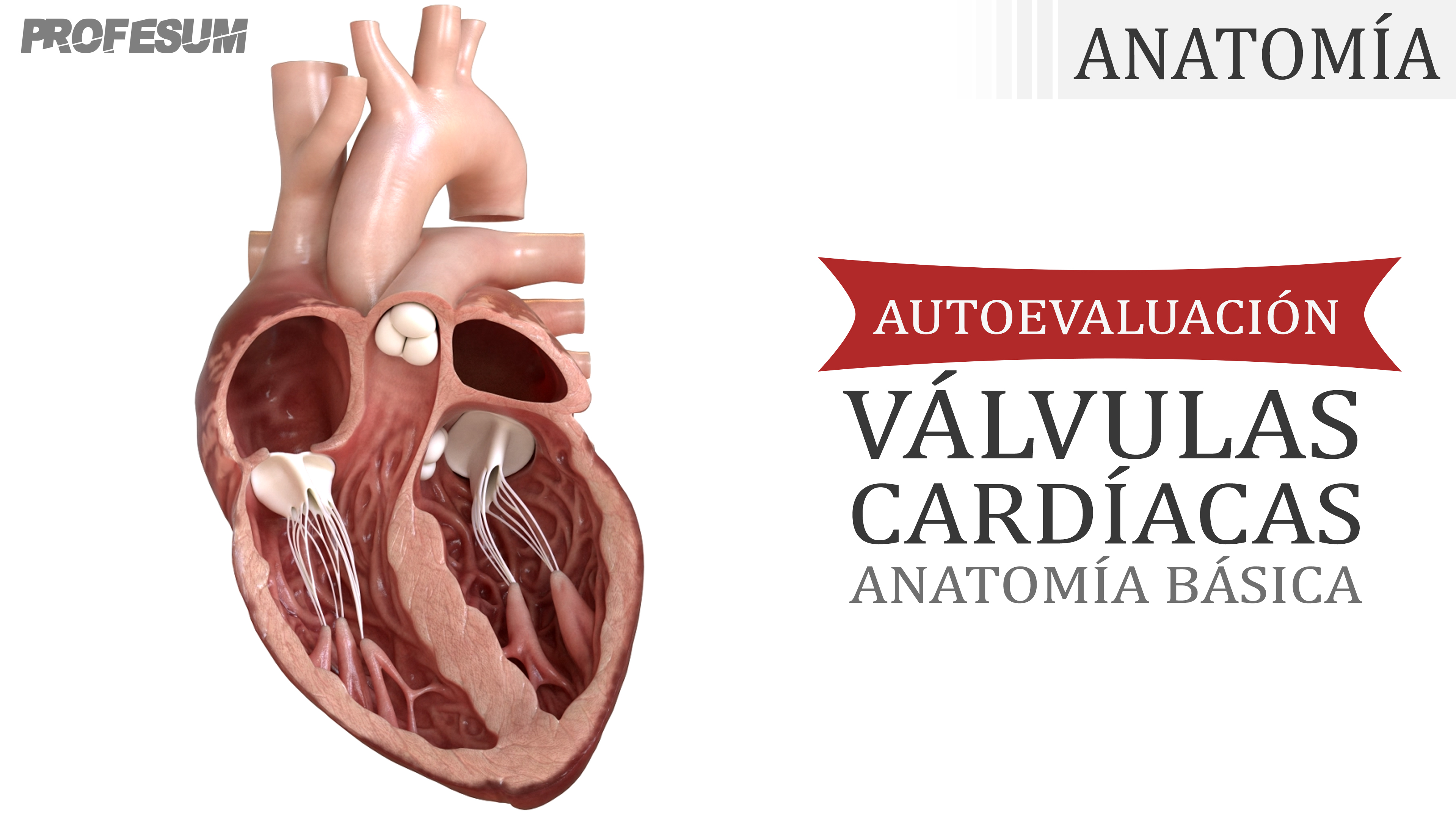 Autoevaluación Válvulas Cardíacas (Anatomía Básica)