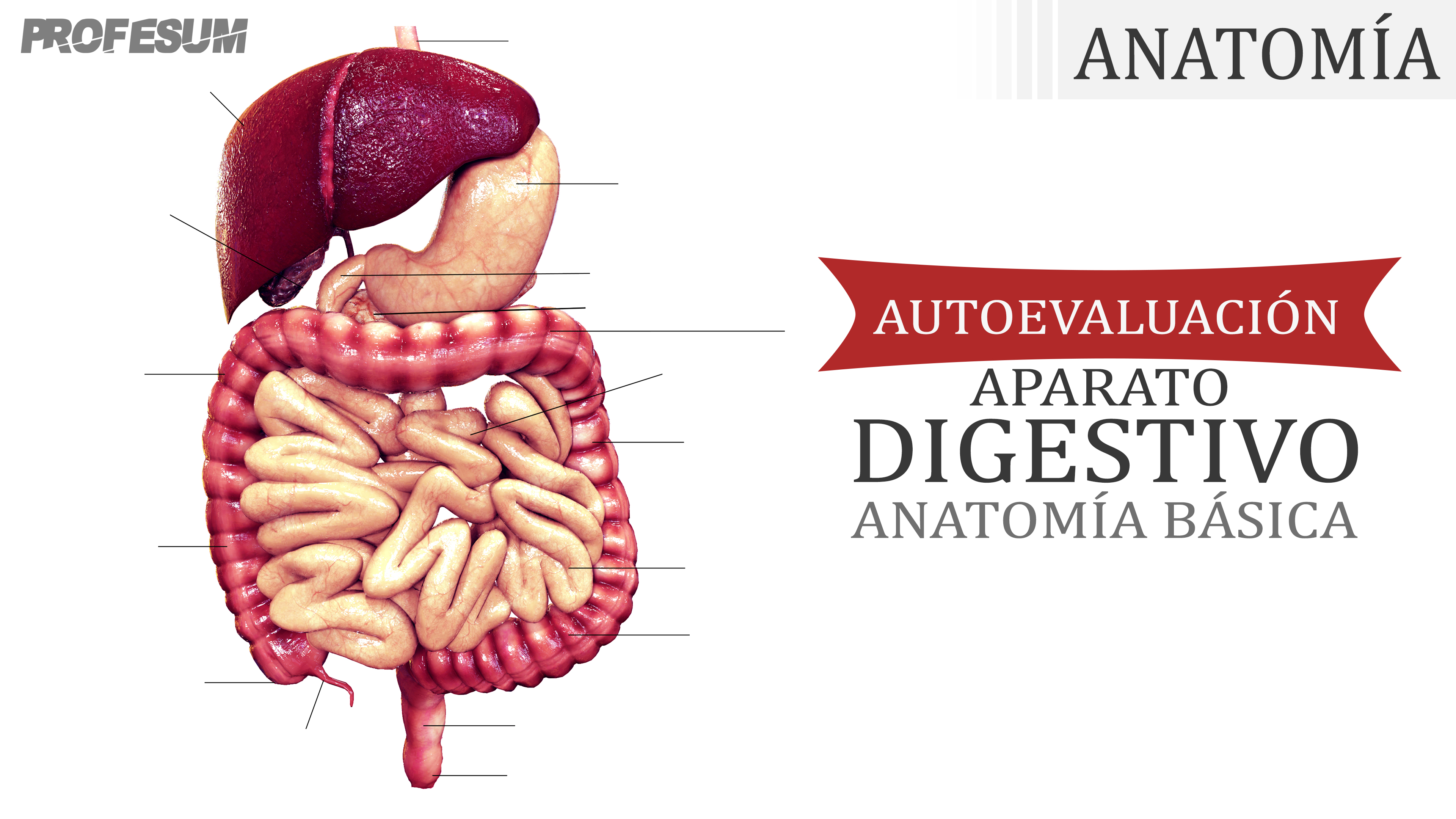 Autoevaluación Aparato Digestivo (Anatomía Básica)