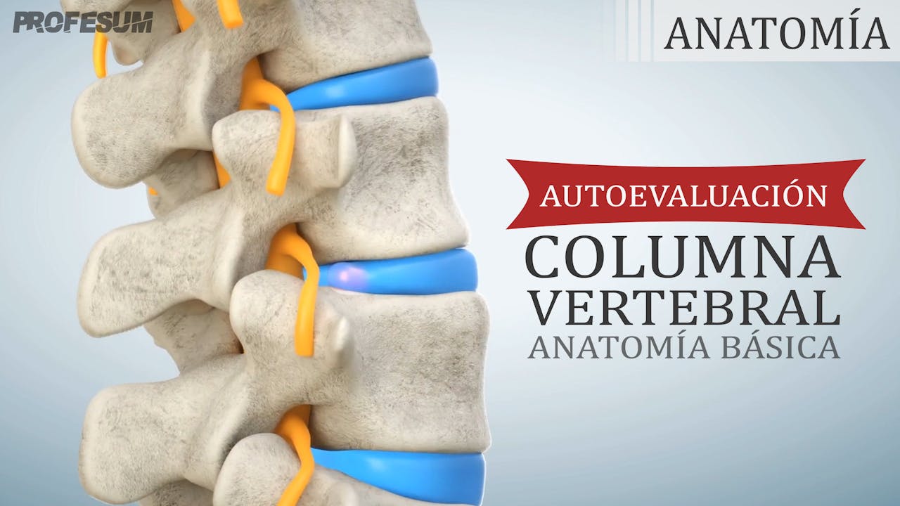 Autoevaluación Columna Vertebral Anatomía Básica Profesum