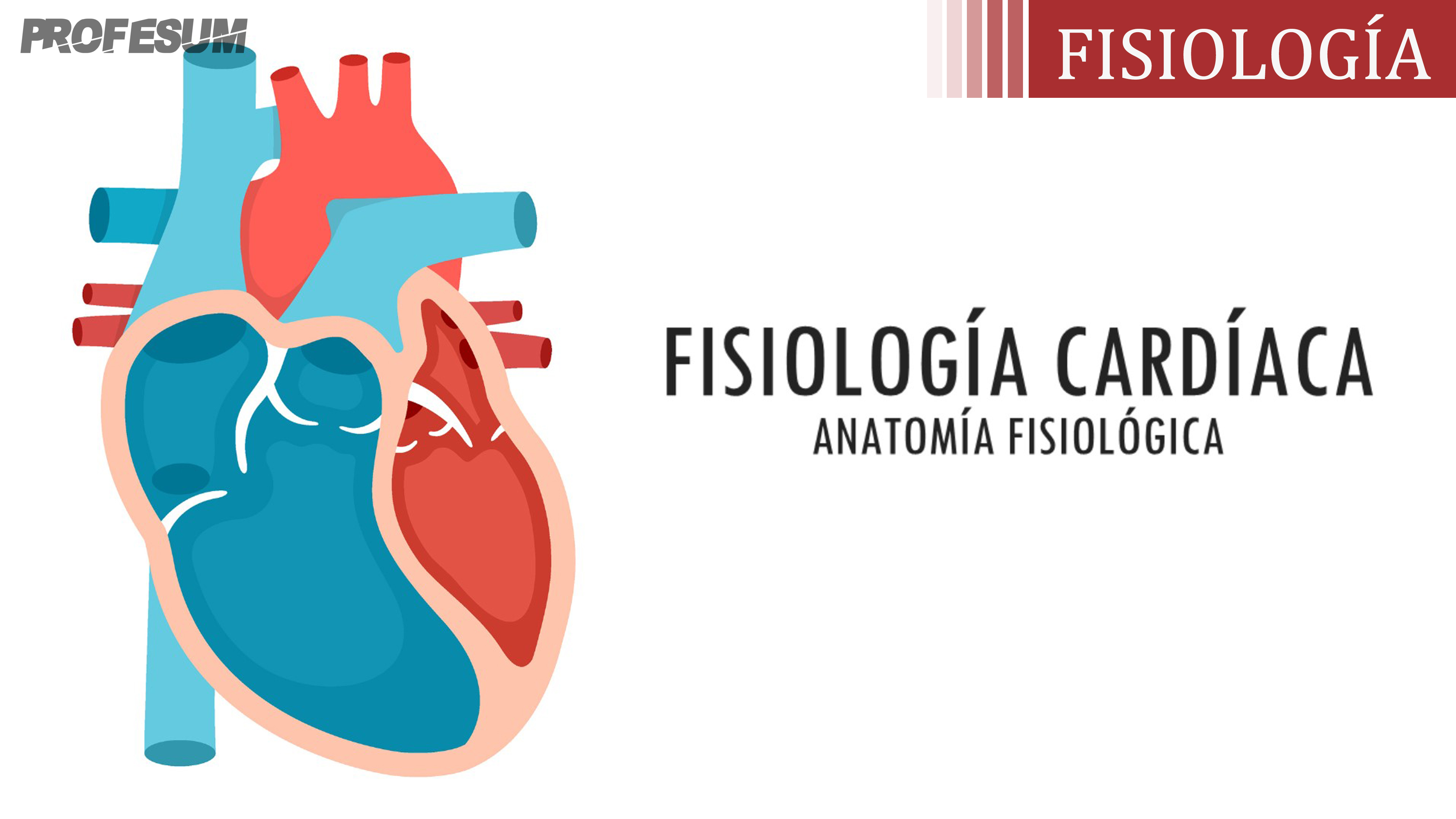 Fisiología Cardíaca - Anatomía Fisiológica - PROFESUM