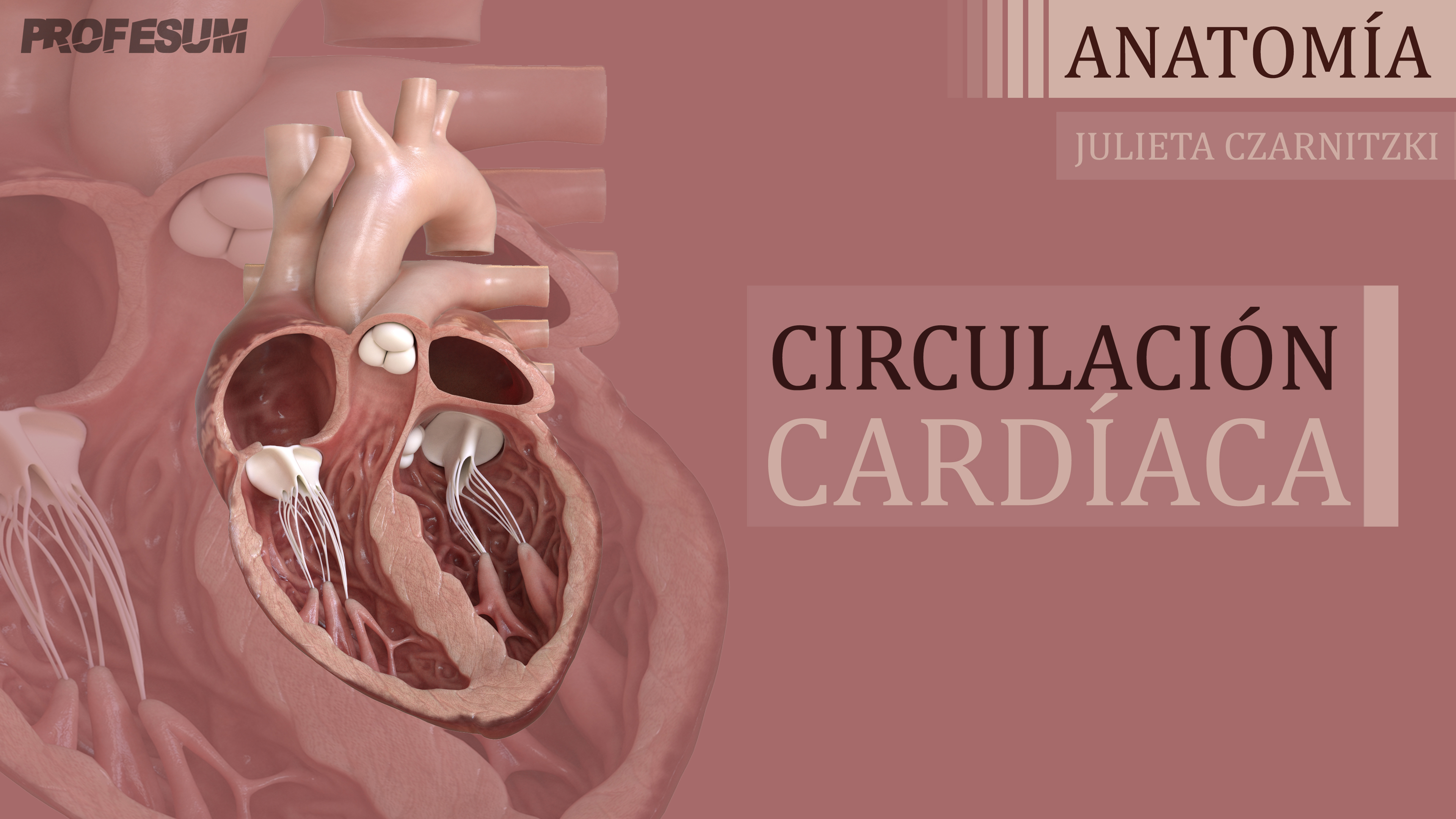 Circulación Cardíaca - Julieta Czarnitzki