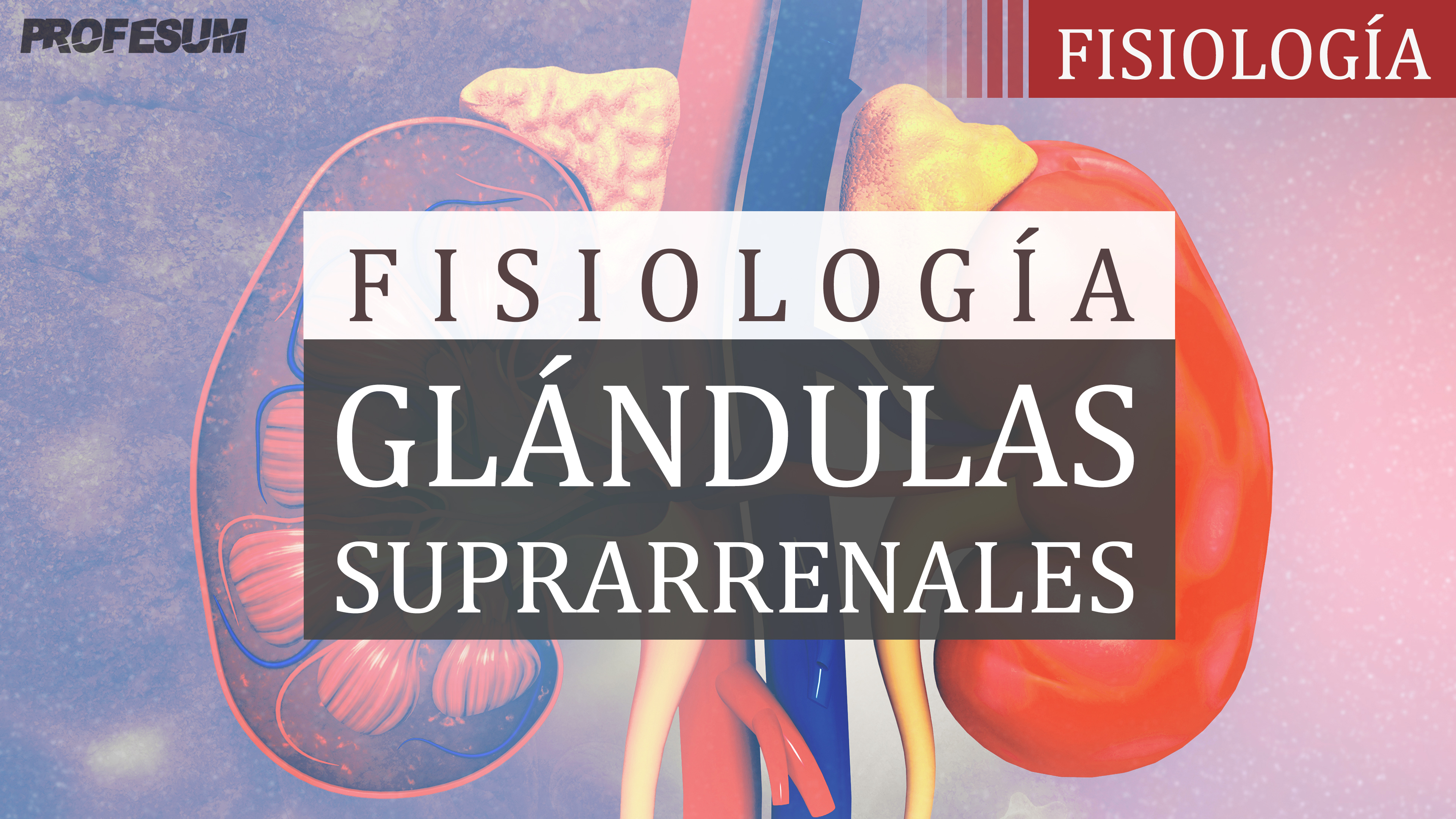 Glándulas Suprarrenales (Fisiología)